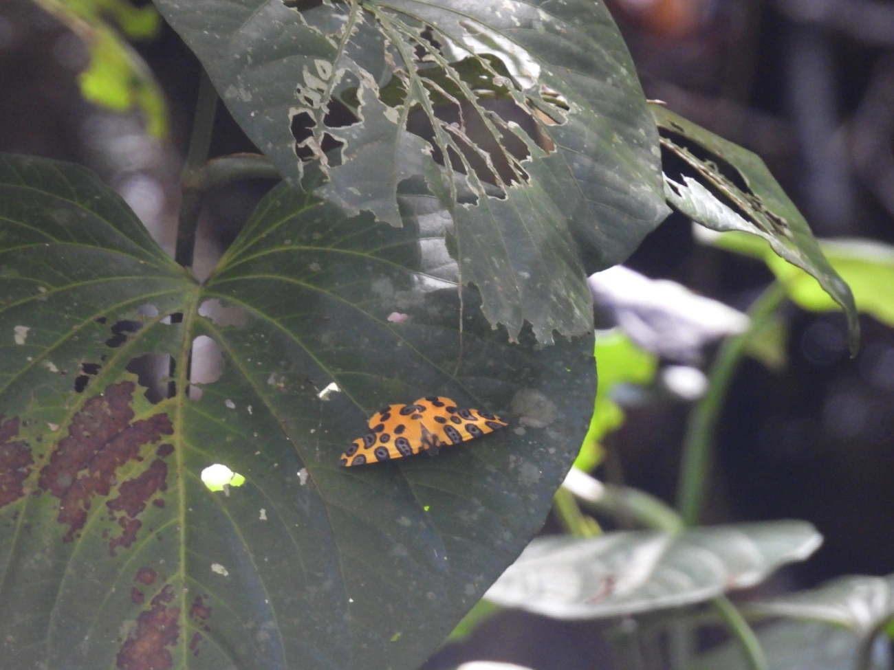 Mariposas-Leopardo (Pantherodes), insetos, fotografado em Maresias, São Sebastião
