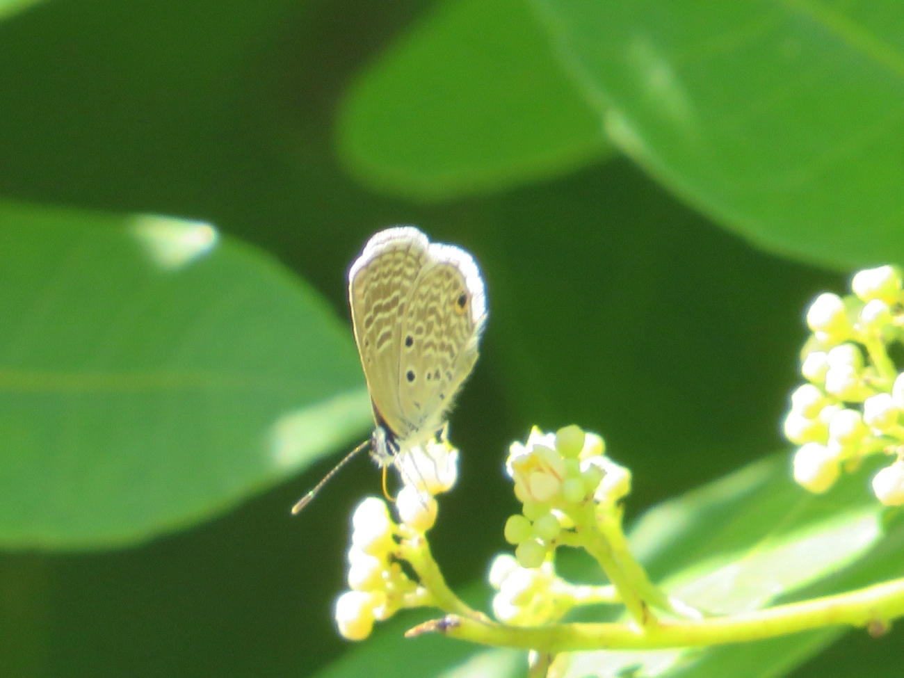 Borboleta-azulzinha-do-trevo (Hemiargus hanno), insetos, fotografado em Maresias, São Sebastião