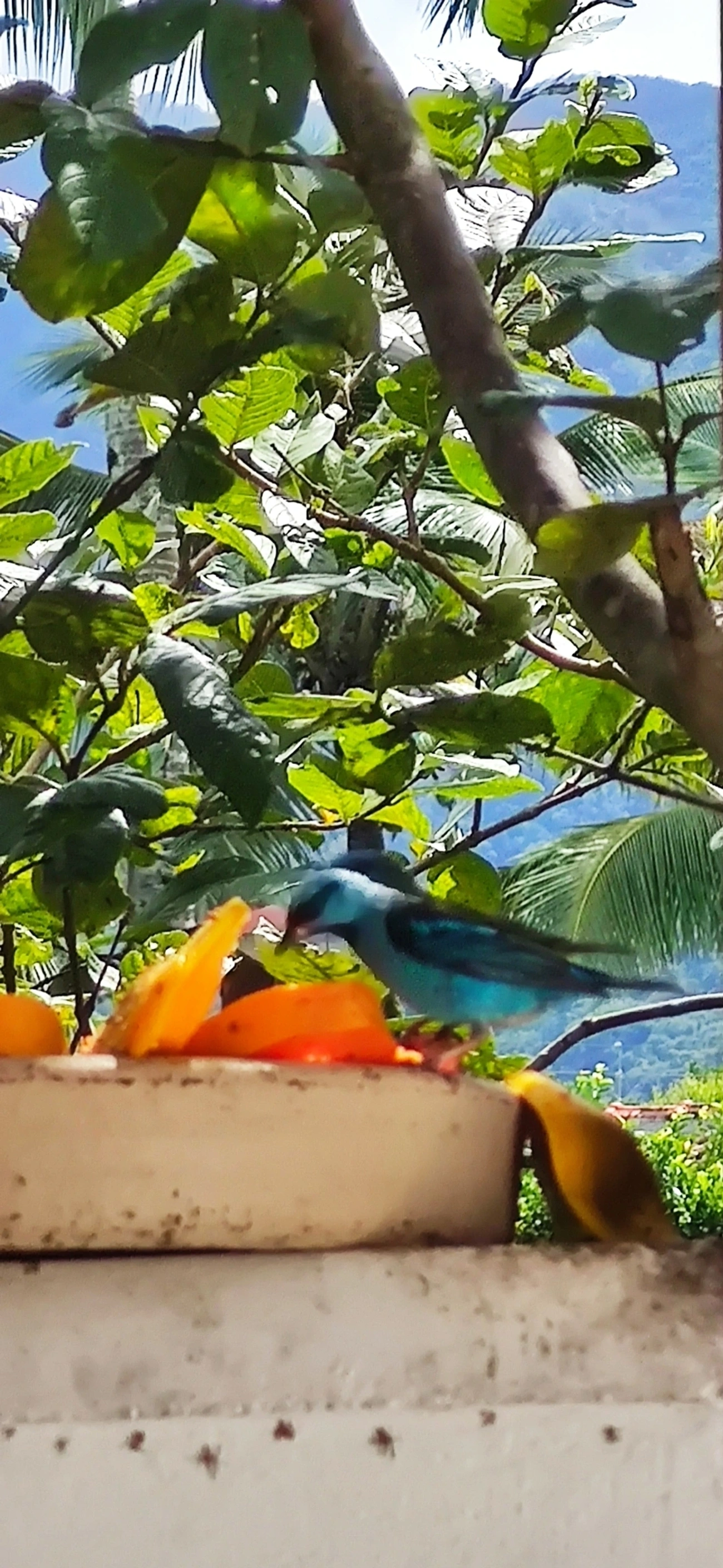 Saí-azul (Dacnis cayana), aves, fotografado em Maresias, São Sebastião