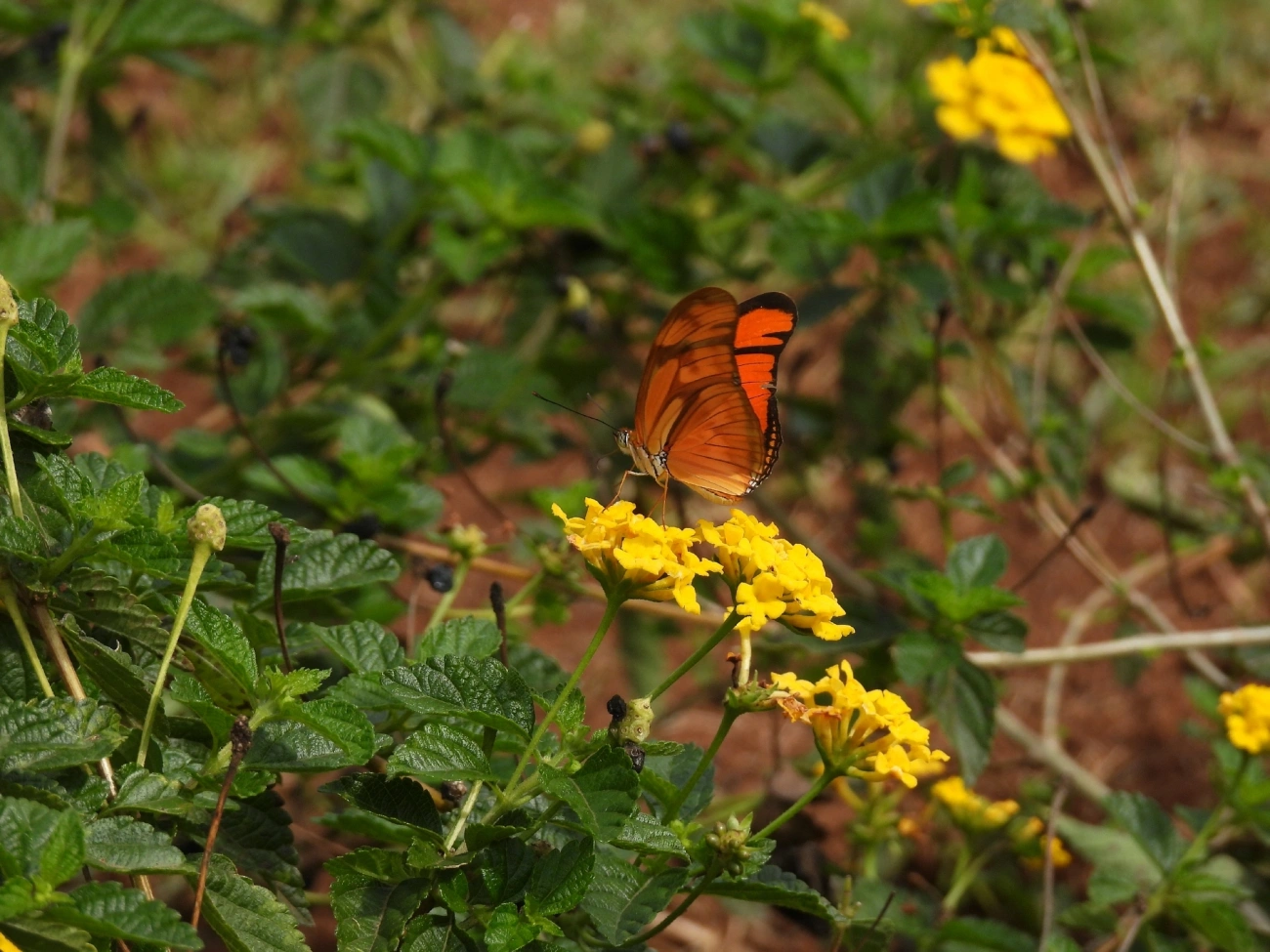 Borboleta-flambeau (Dryas iulia), insetos, fotografado em Bragança Paulista