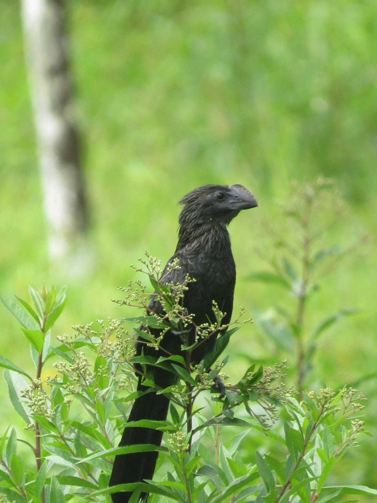 Anu-preto (Crotophaga ani), aves, fotografado em Maresias, São Sebastião