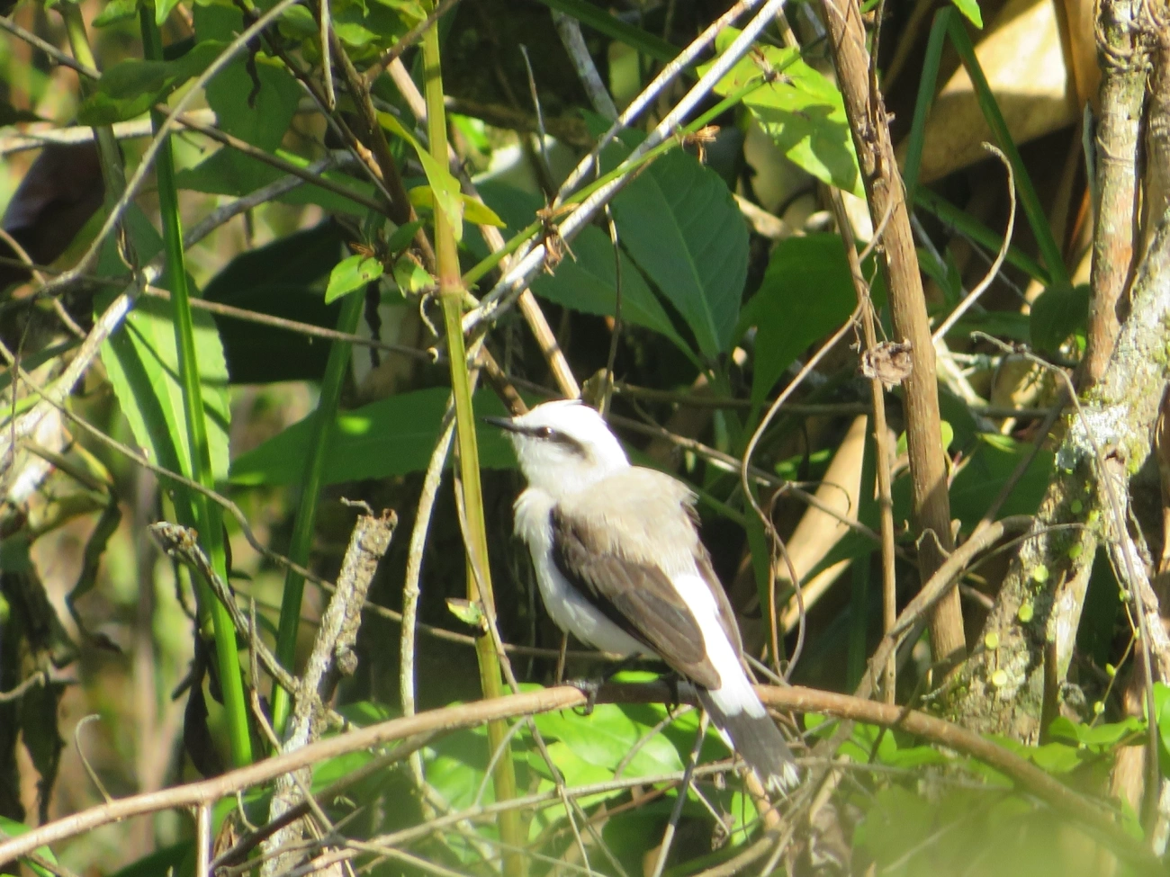 Lavadeira-mascarada (Fluvicola nengeta), aves, fotografado em Maresias, São Sebastião
