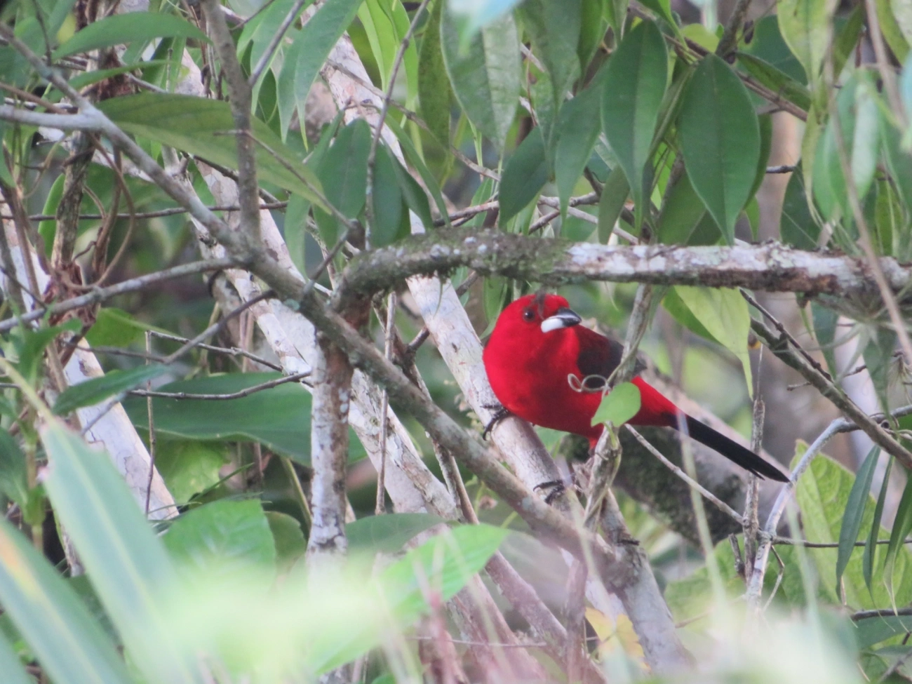 Tiê-sangue (Ramphocelus bresilius), aves, fotografado em Maresias, São Sebastião