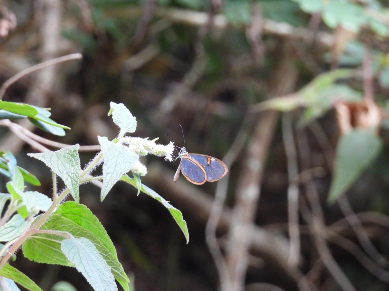Pteronymia, insetos, fotografado em Cabreúva