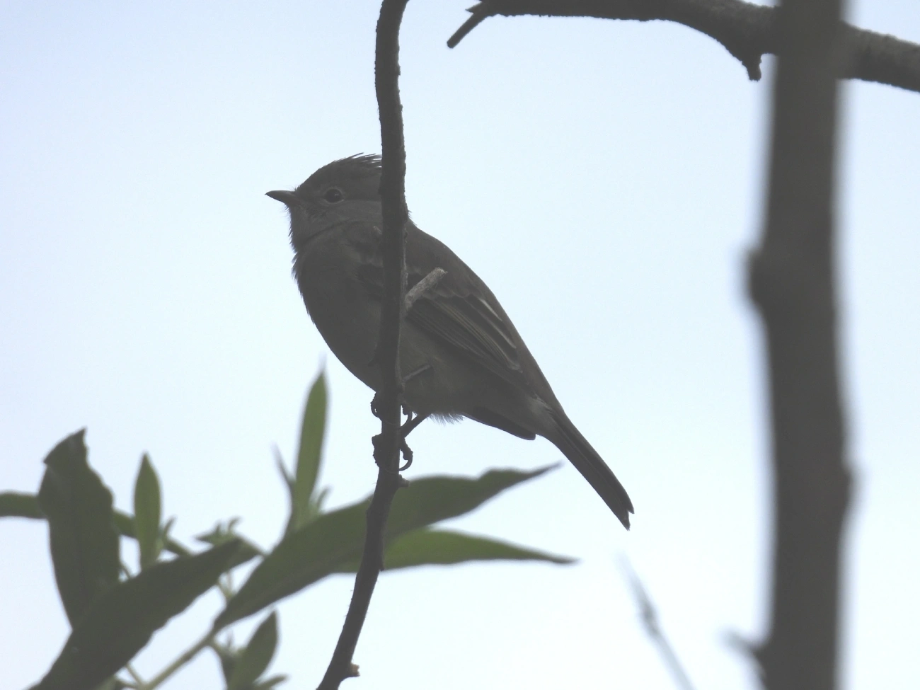 Guaracava-de-barriga-amarela (Elaenia flavogaster), aves, fotografado em Itamonte