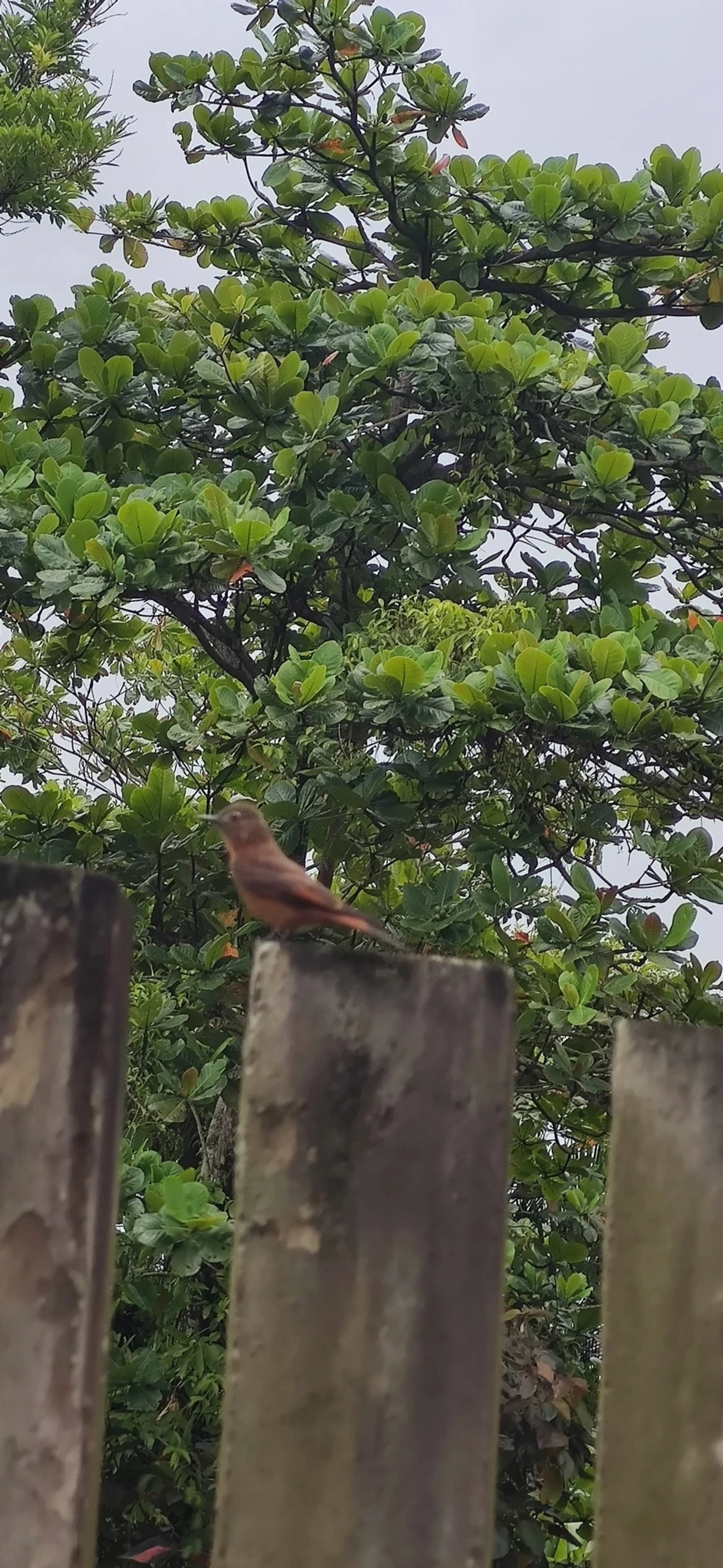 Gibão-de-couro (Hirundinea ferruginea), aves, fotografado em Maresias, São Sebastião
