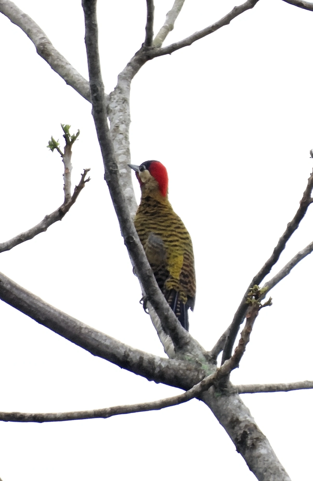 Pica-pau-verde-barrado (Colaptes melanochloros), aves, fotografado em Maresias, São Sebastião