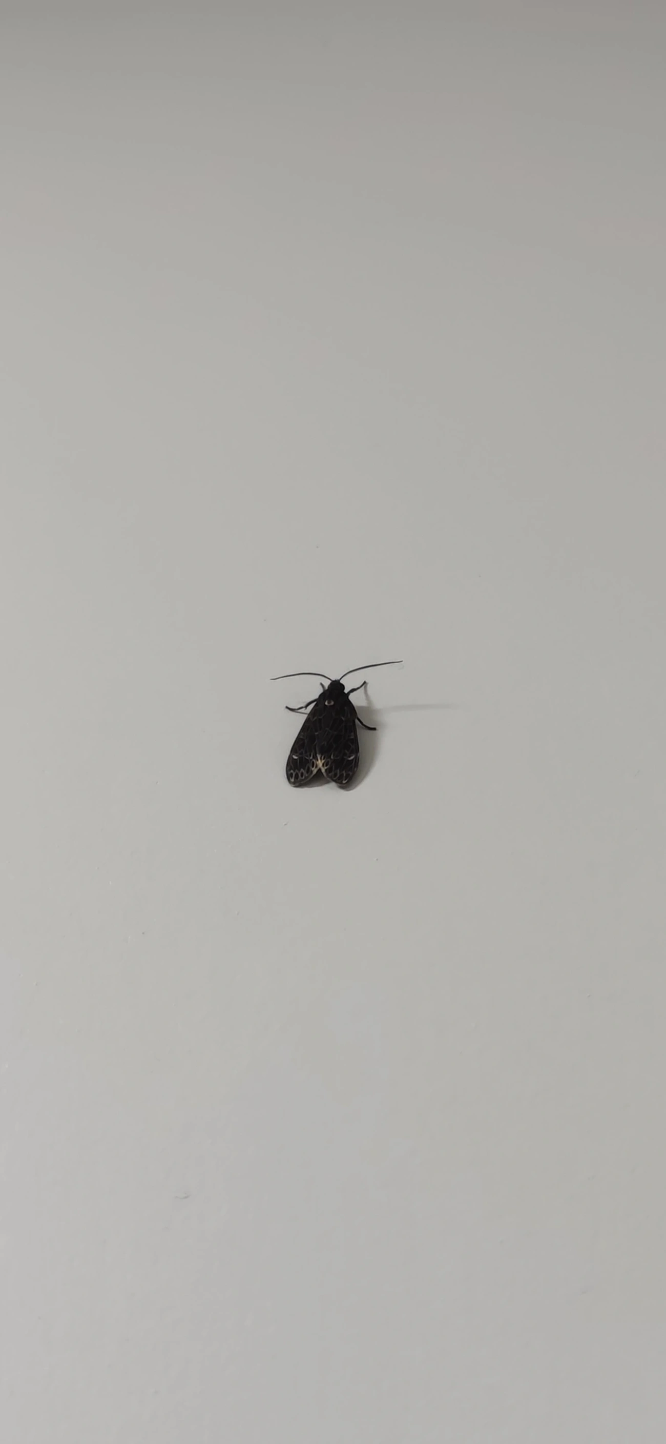 Stollius sylvius, insetos, fotografado em Maresias, São Sebastião