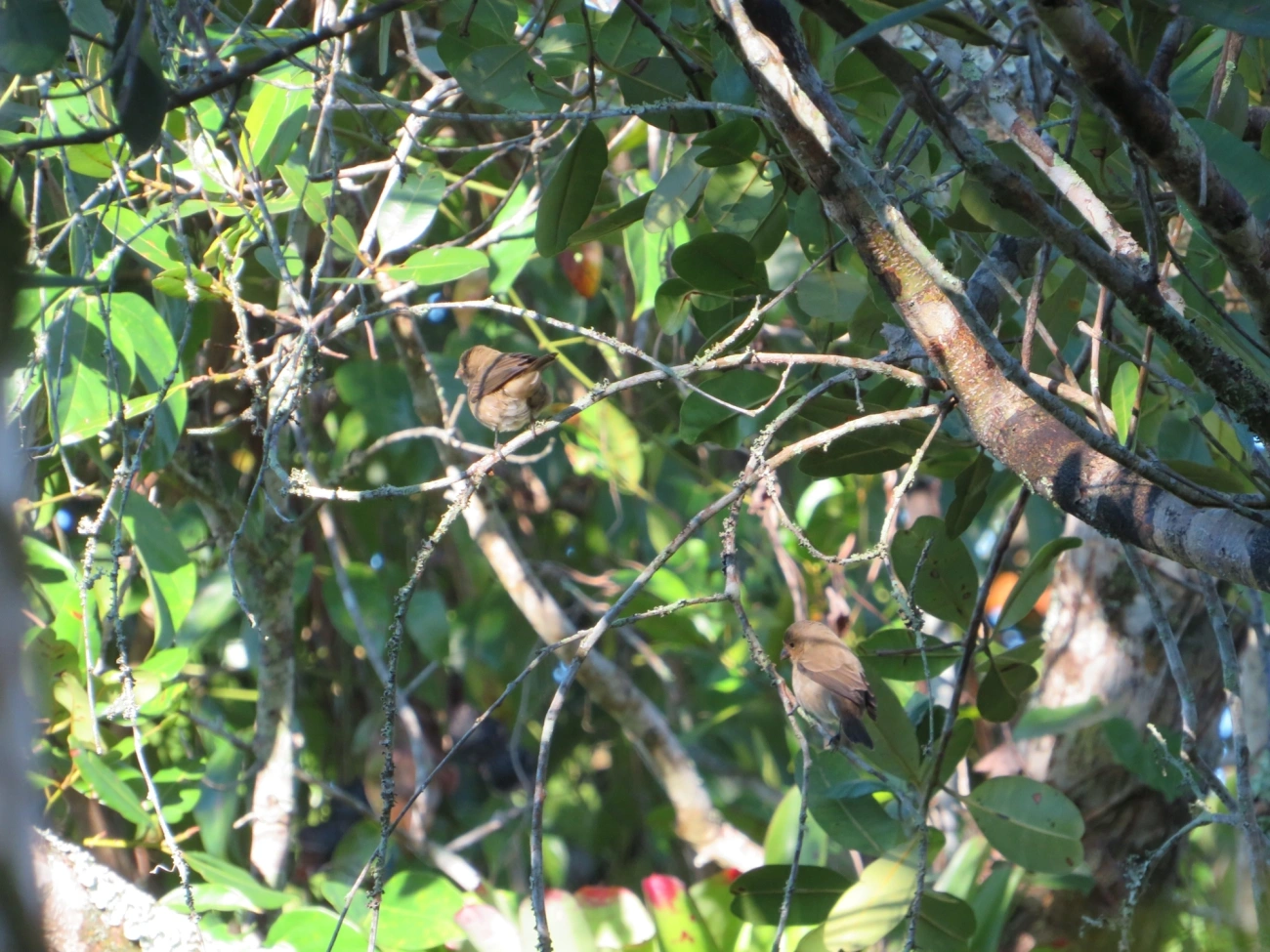Caboclinhos e Papa-capins (Sporophila), aves, fotografado em Maresias, São Sebastião