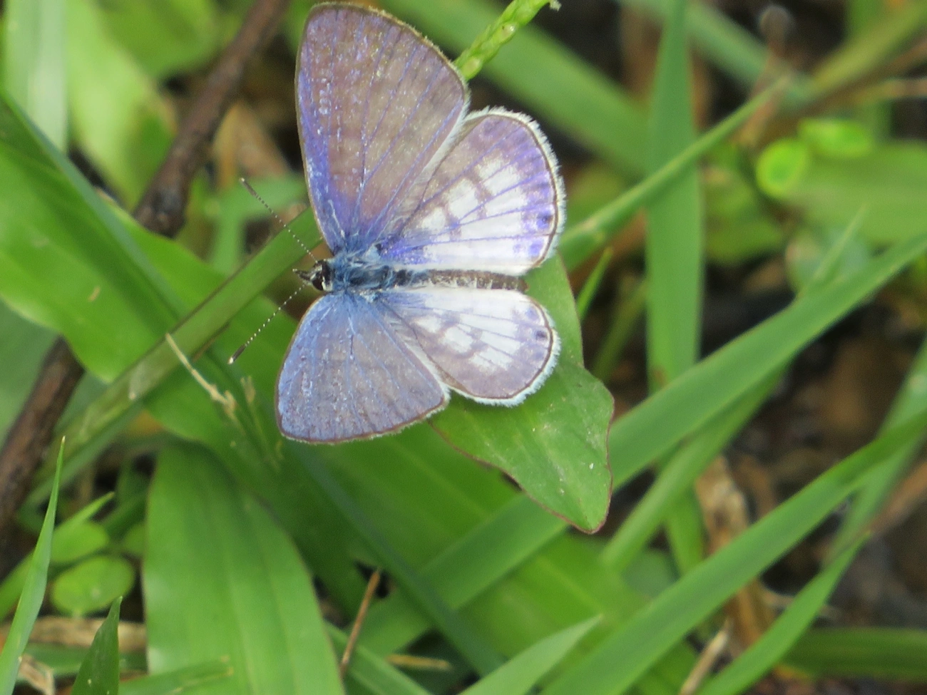 Borboleta-emília (Leptotes cassius), insetos, fotografado em Maresias, São Sebastião