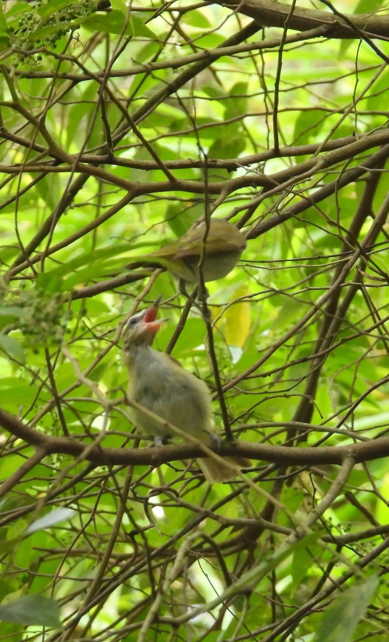 Juruviara (Vireo chivi), aves, fotografado em Bonete, Ilhabela