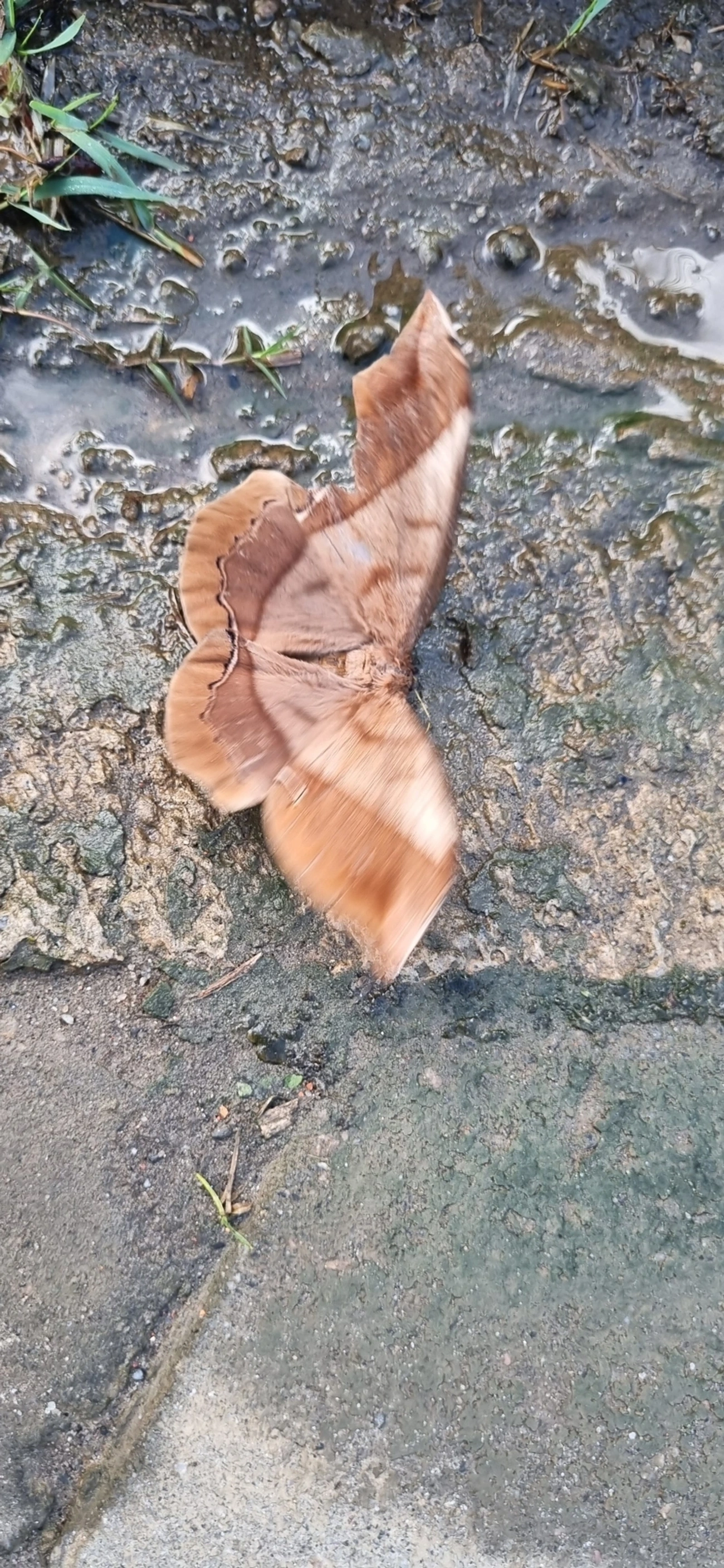 Mariposa-da-seda-gigante (Arsenura armida), insetos, fotografado em Prais do Saco, São Sebastião