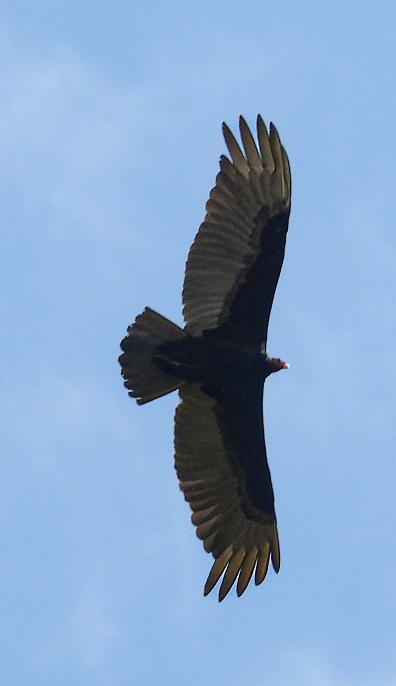Urubu-de-cabeça-vermelha (Cathartes aura), aves, fotografado em Santa Isabel