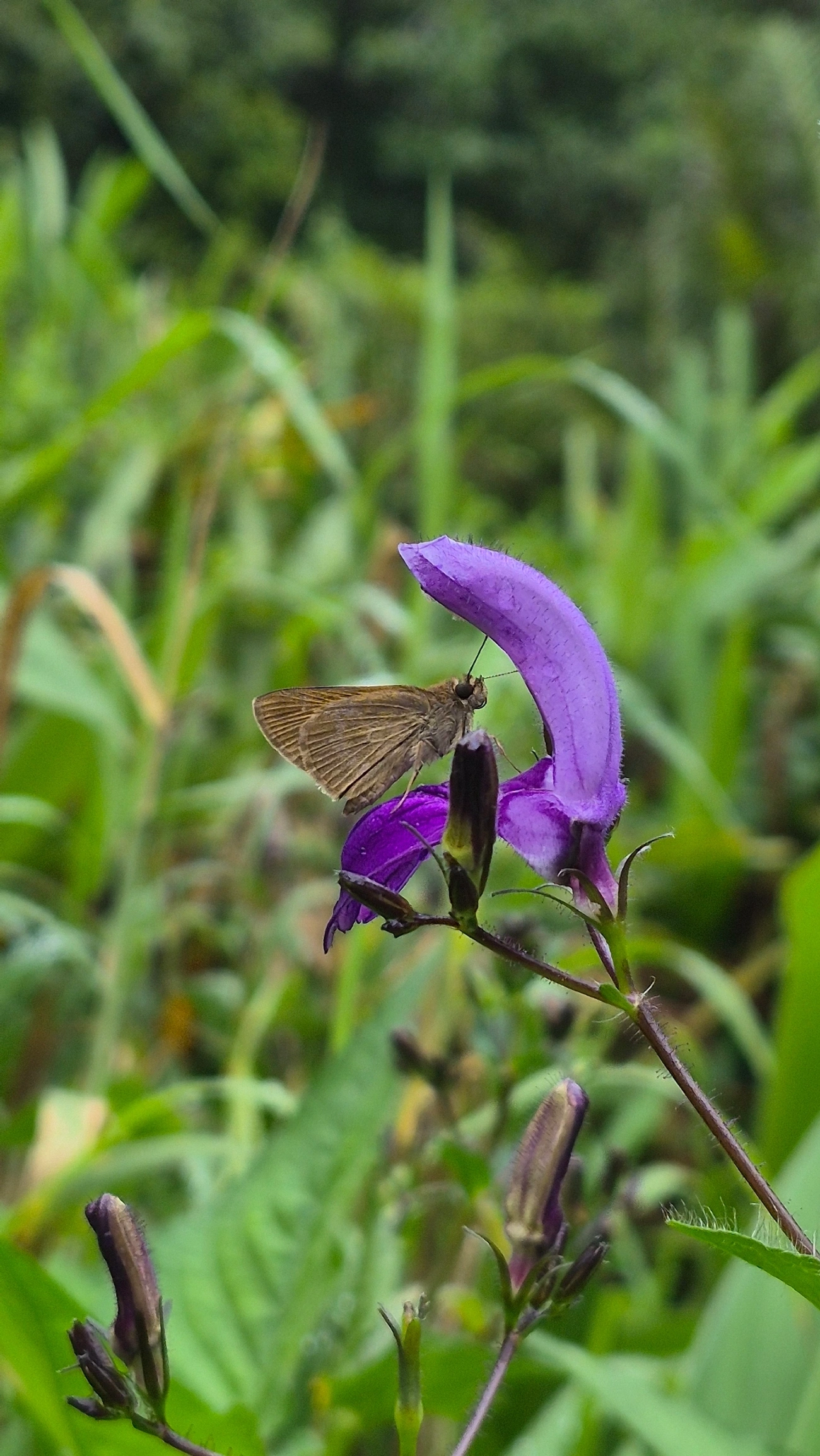 Fia-de-mina-grande (Brillantaisia lamium), plantas, fotografado em Maresias, São Sebastião