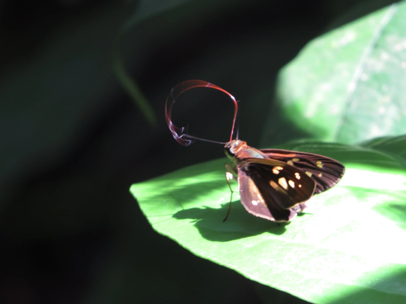 Calpodes, insetos, fotografado em Maresias, São Sebastião