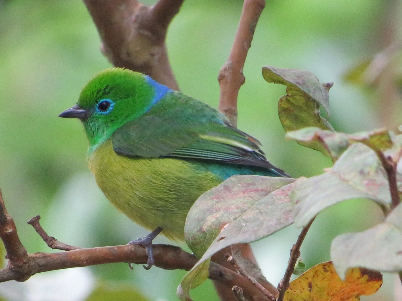 Gaturamo-bandeira (Chlorophonia cyanea), aves, fotografado em Maresias, São Sebastião