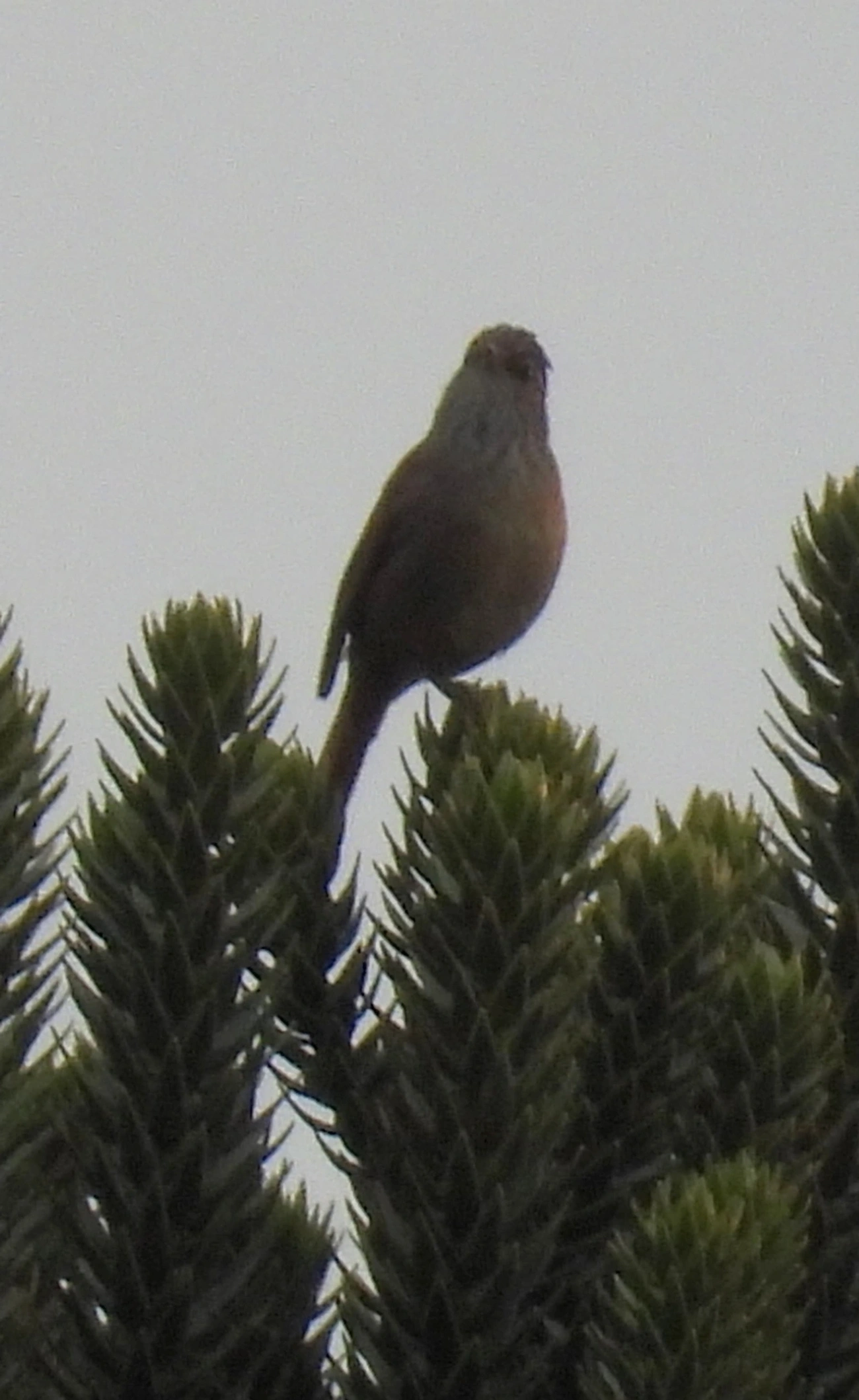 Grimpeiro (Leptasthenura setaria), aves, fotografado em Itamonte