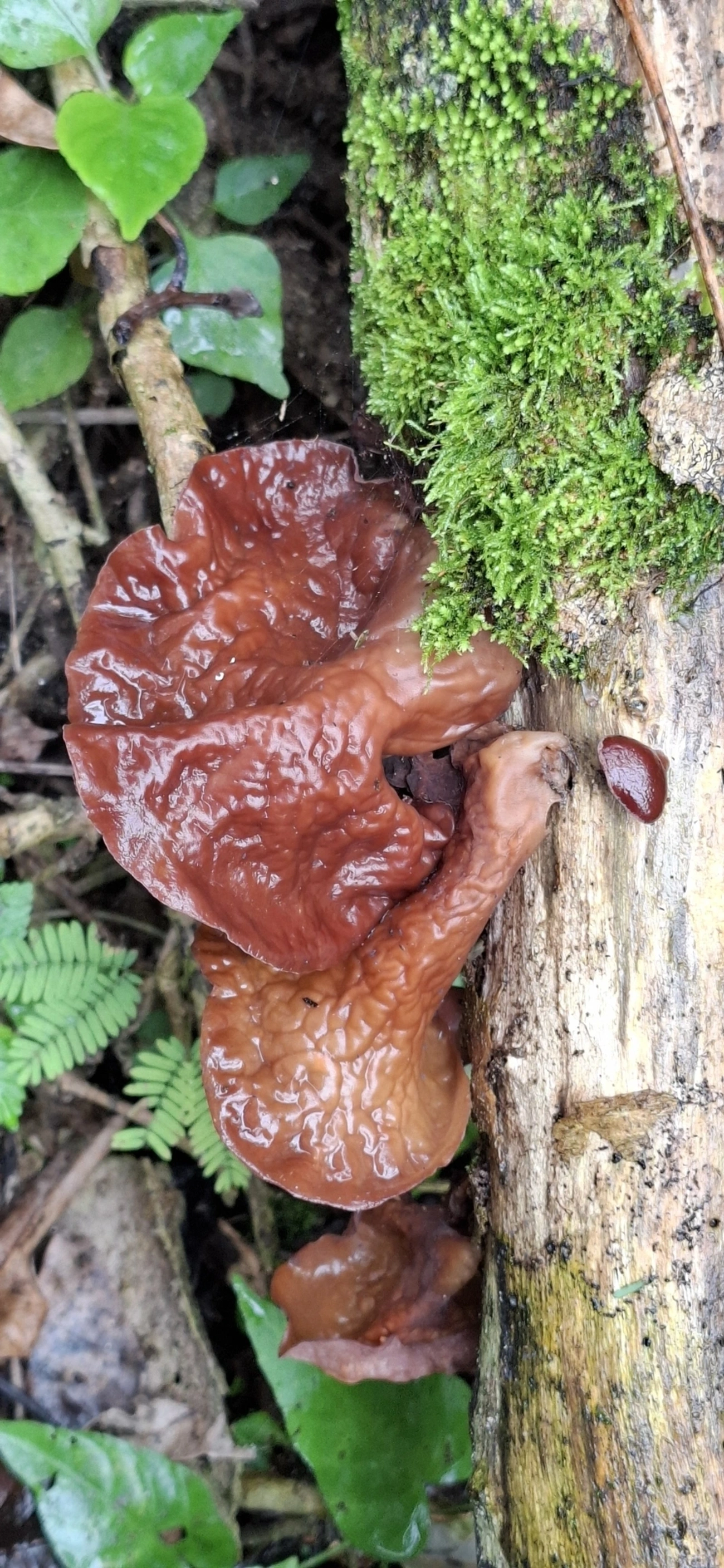 Orelha-de-pau-gelatinosa (Auricularia fuscosuccinea), fungos, fotografado em Maresias, São Sebastião