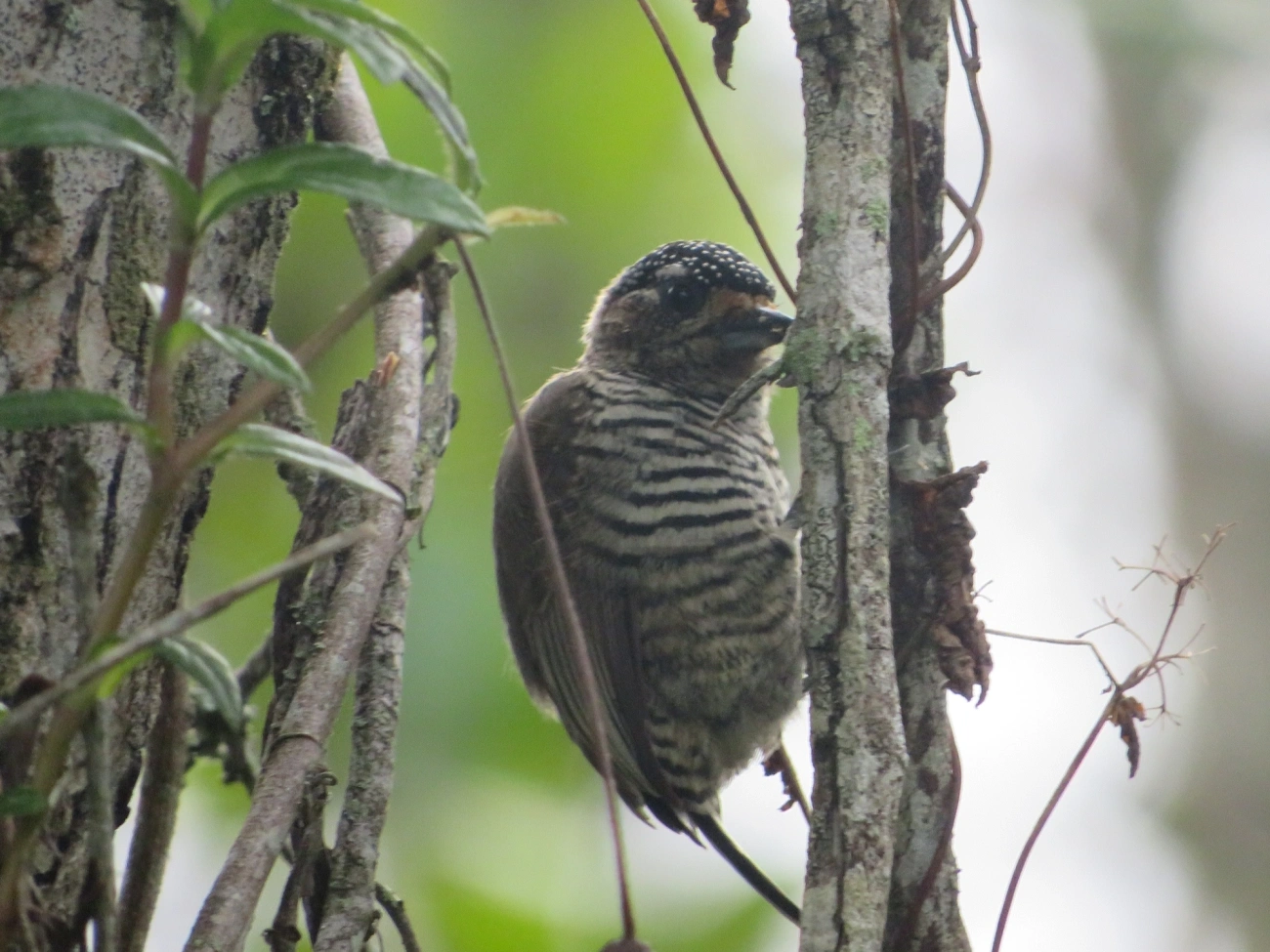 Pica-pau-anão-barrado (Picumnus cirratus), aves, fotografado em Maresias, São Sebastião