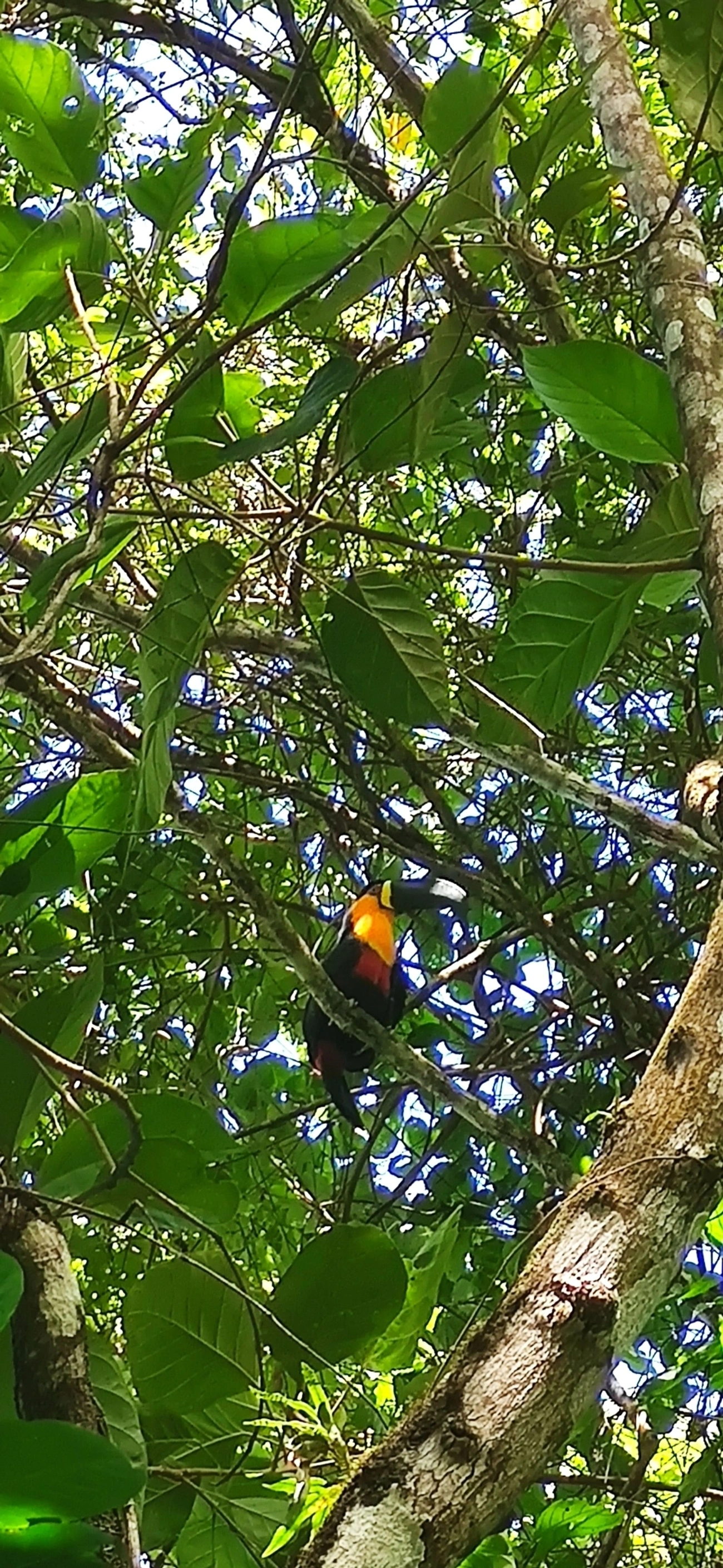 Tucano-de-ariel (Ramphastos vitellinus), aves, fotografado em São Paulo