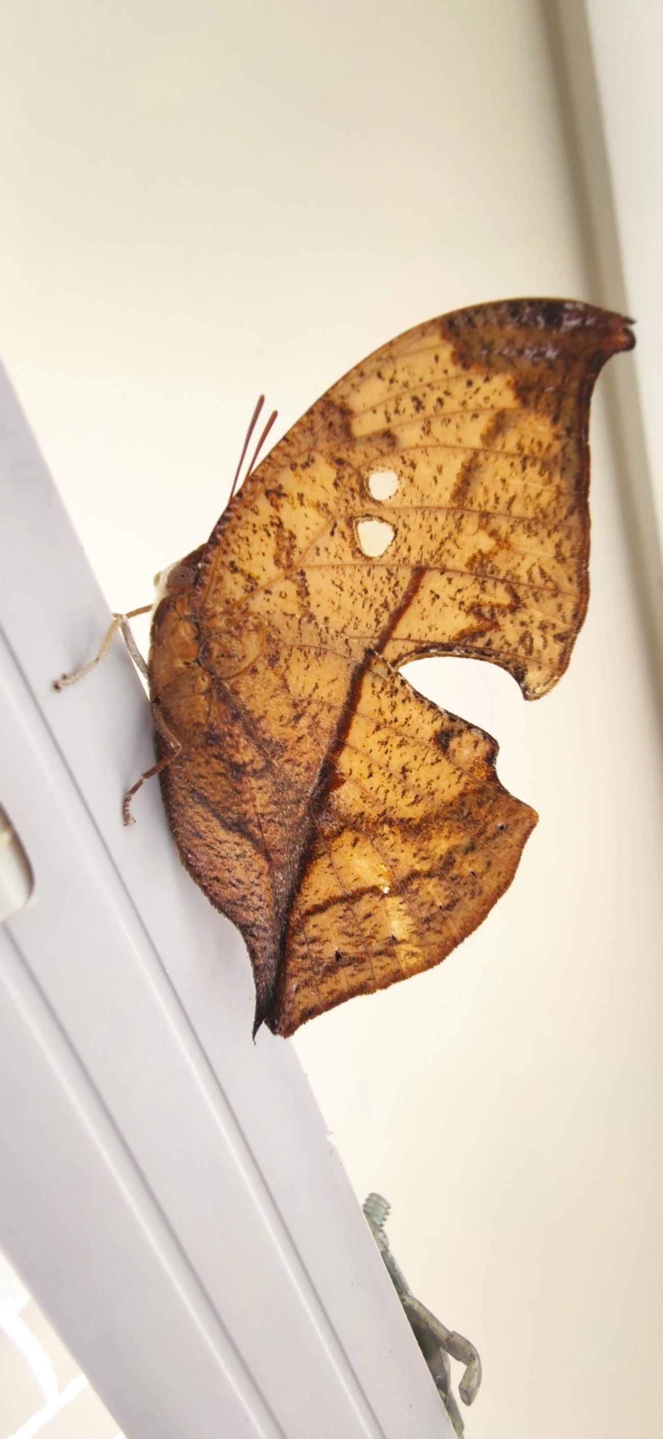 Borboleta-folha (Zaretis strigosus), insetos, fotografado em Maresias, São Sebastião