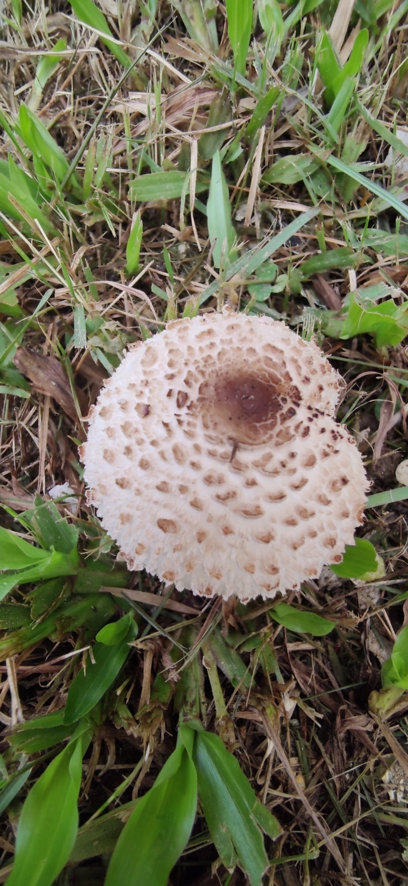 Falso guarda-sol (Chlorophyllum molybdites), fungos, fotografado em Maresias, São Sebastião