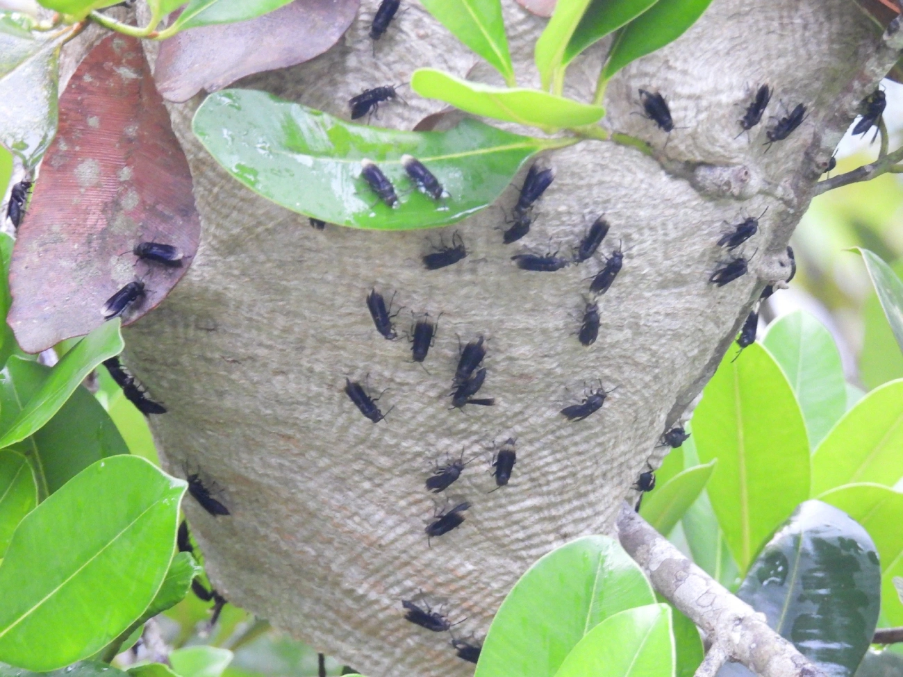 Marimbondo asa-branca (Parachartergus), insetos, fotografado em Bertioga