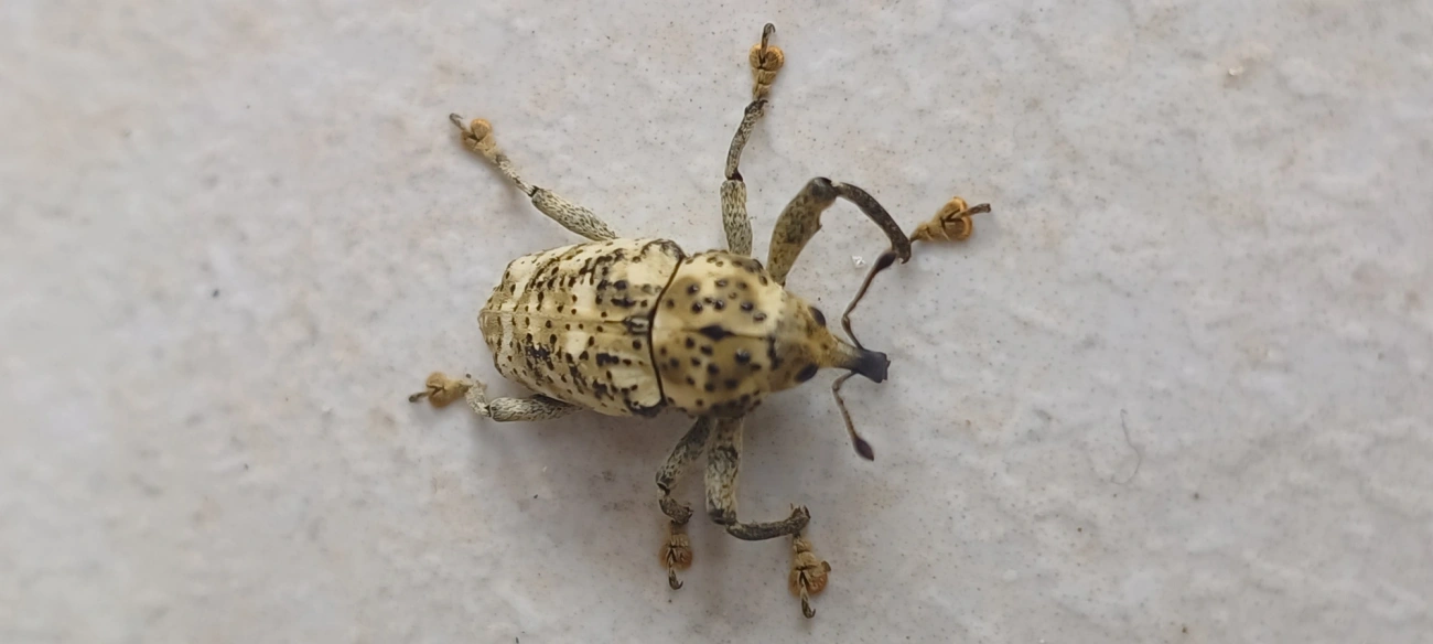 Broca-da-ráquis-foliar (Ameris ynca), insetos, fotografado em Maresias, São Sebastião