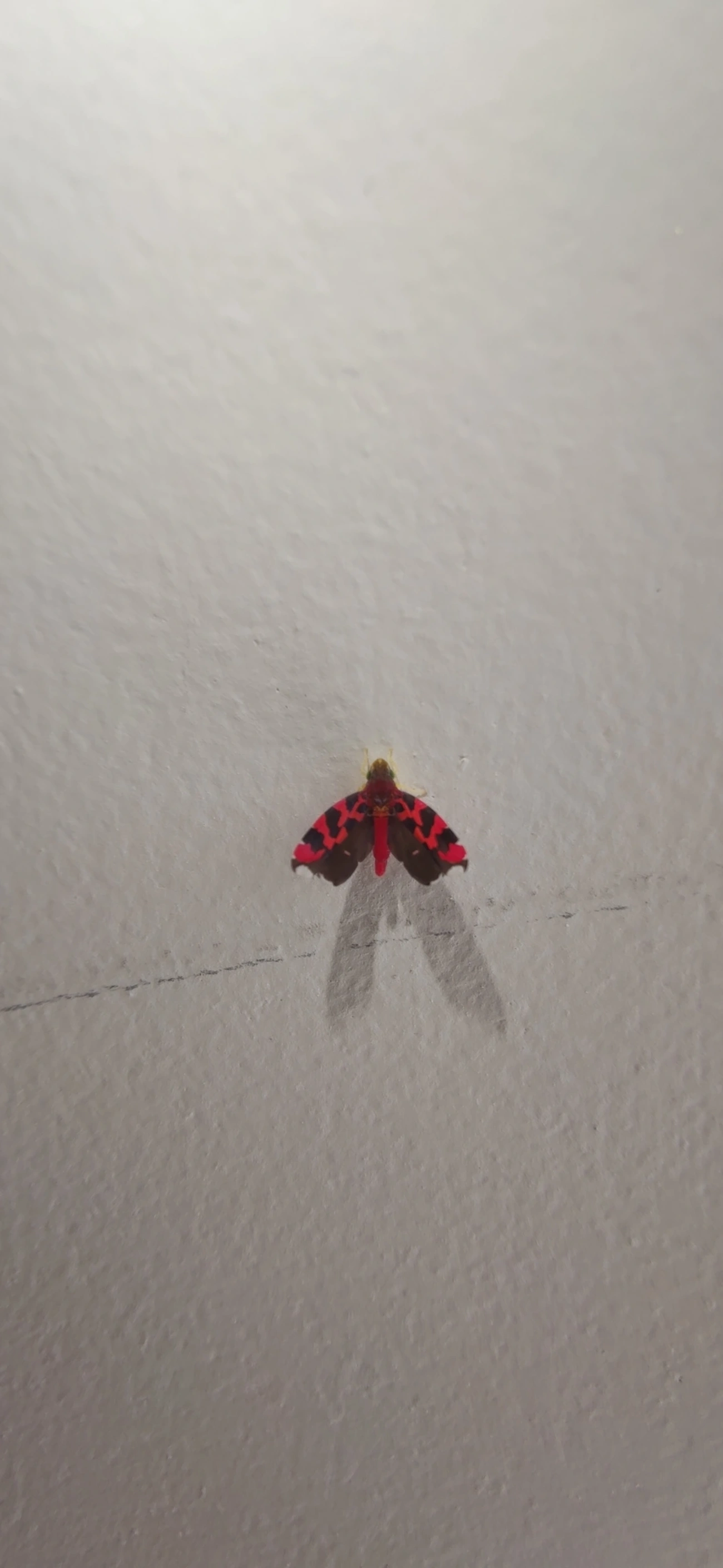 Cicadellini, insetos, fotografado em Maresias, São Sebastião