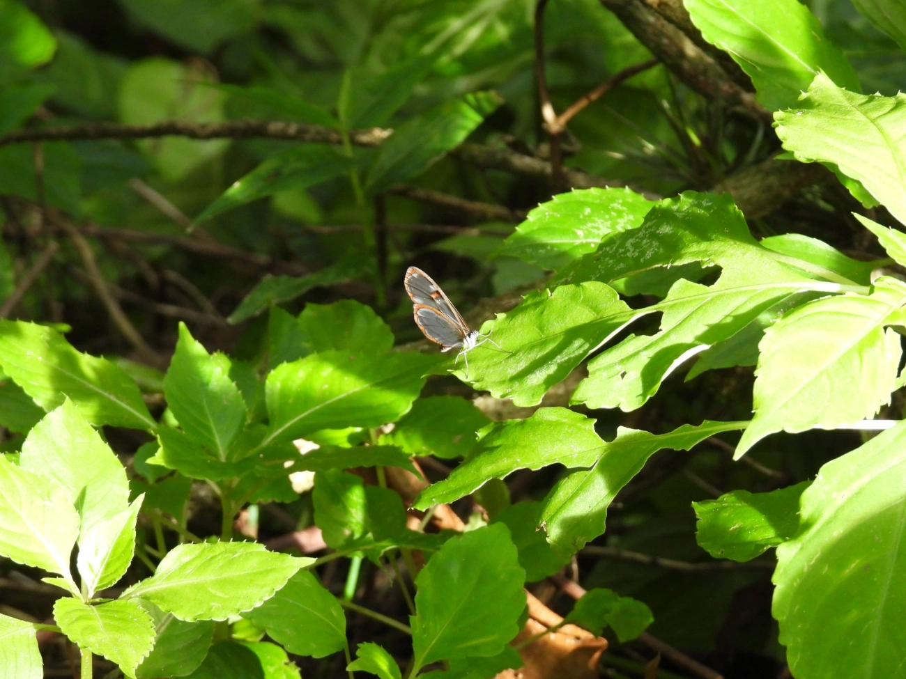 Asa-de-vidro (Pseudoscada erruca), insetos, fotografado em Paúba, São Sebastião