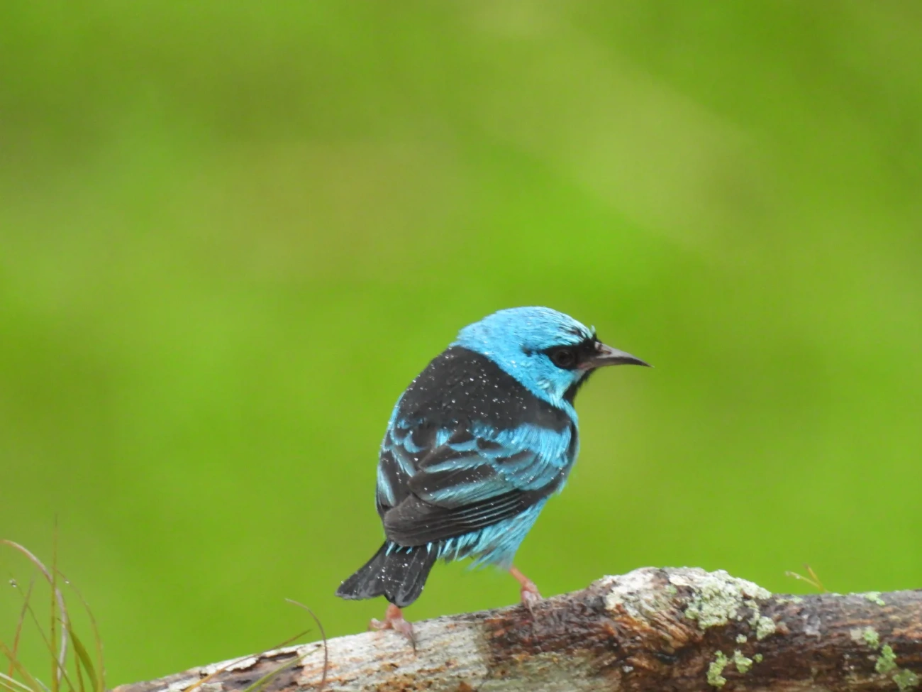 Saí-azul (Dacnis cayana), aves, fotografado em Maresias, São Sebastião