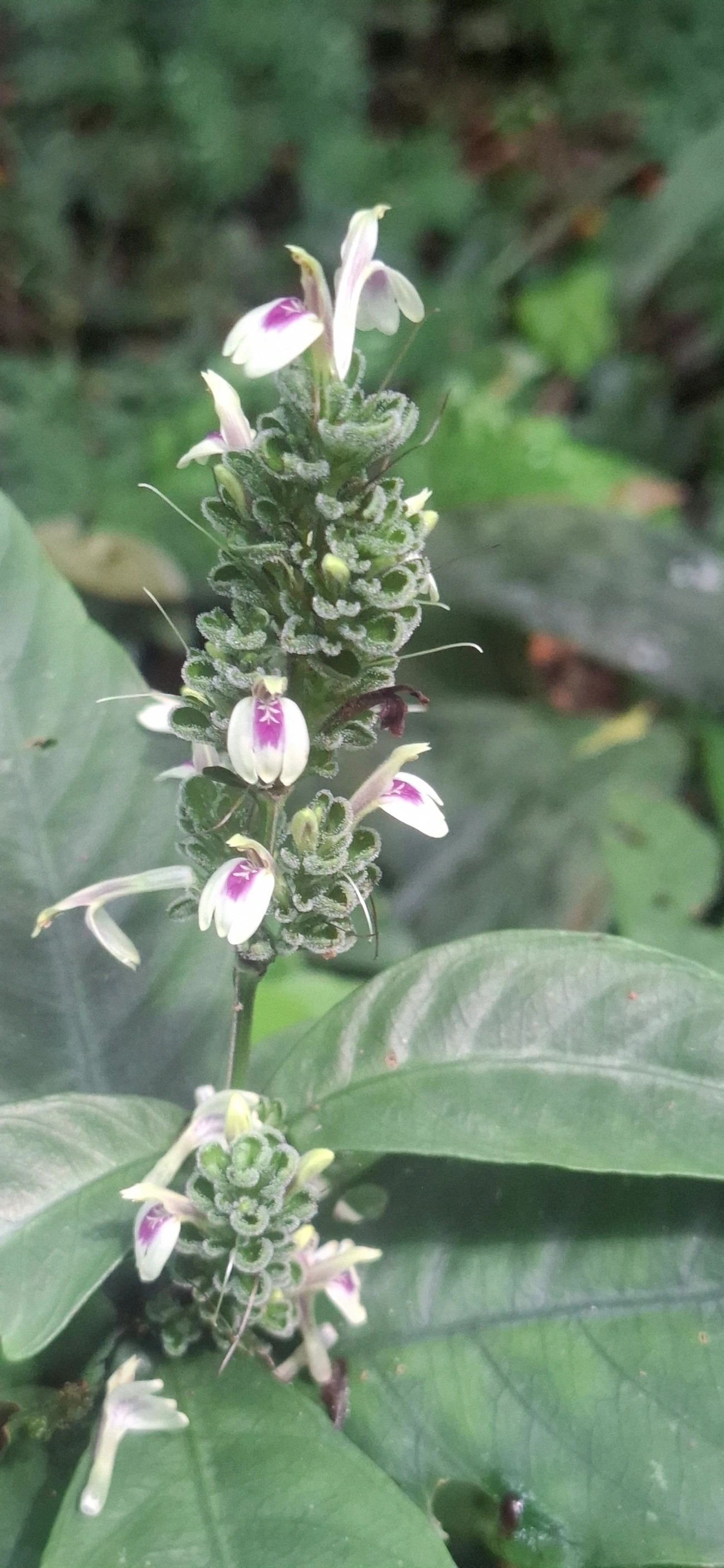 Acanthoideae, plantas, fotografado em Maresias, São Sebastião