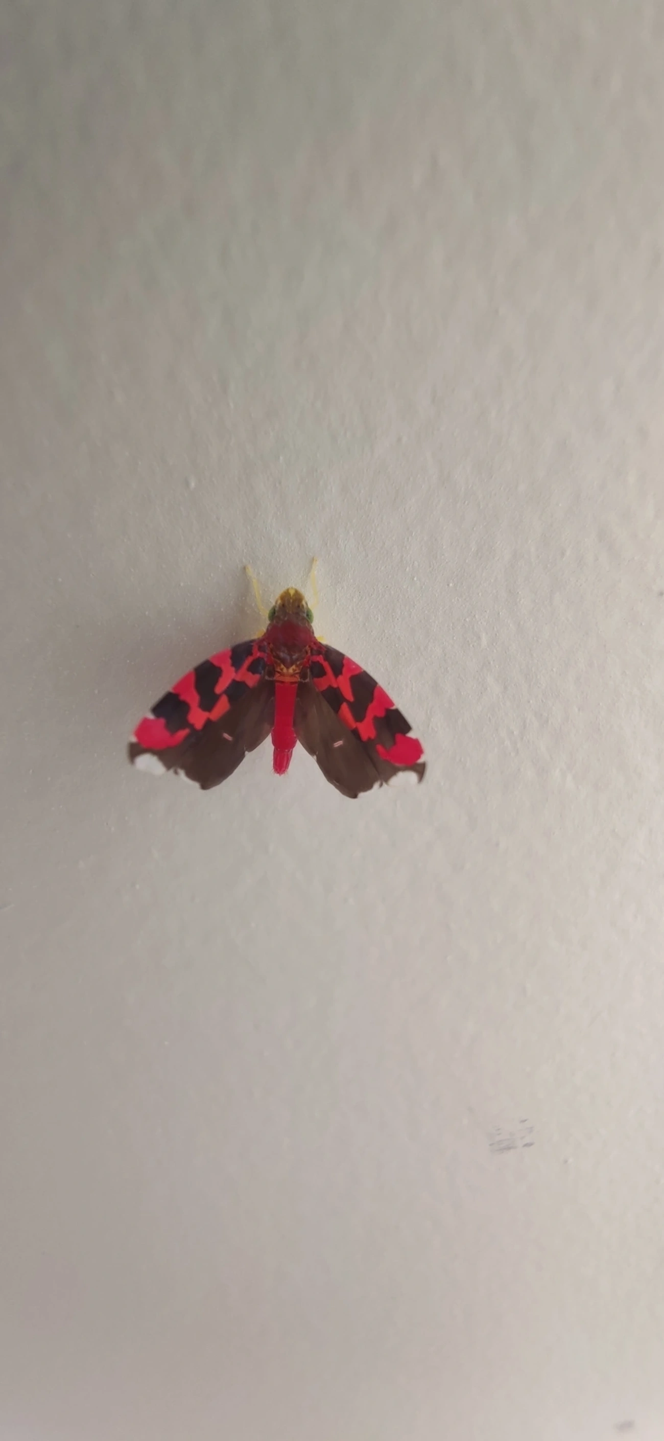 Cicadellini, insetos, fotografado em Maresias, São Sebastião