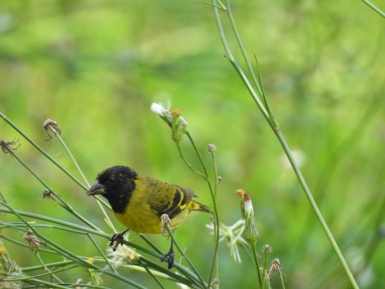 Pintassilgo (Spinus magellanicus), aves, fotografado em São Luíz do Paraitinga