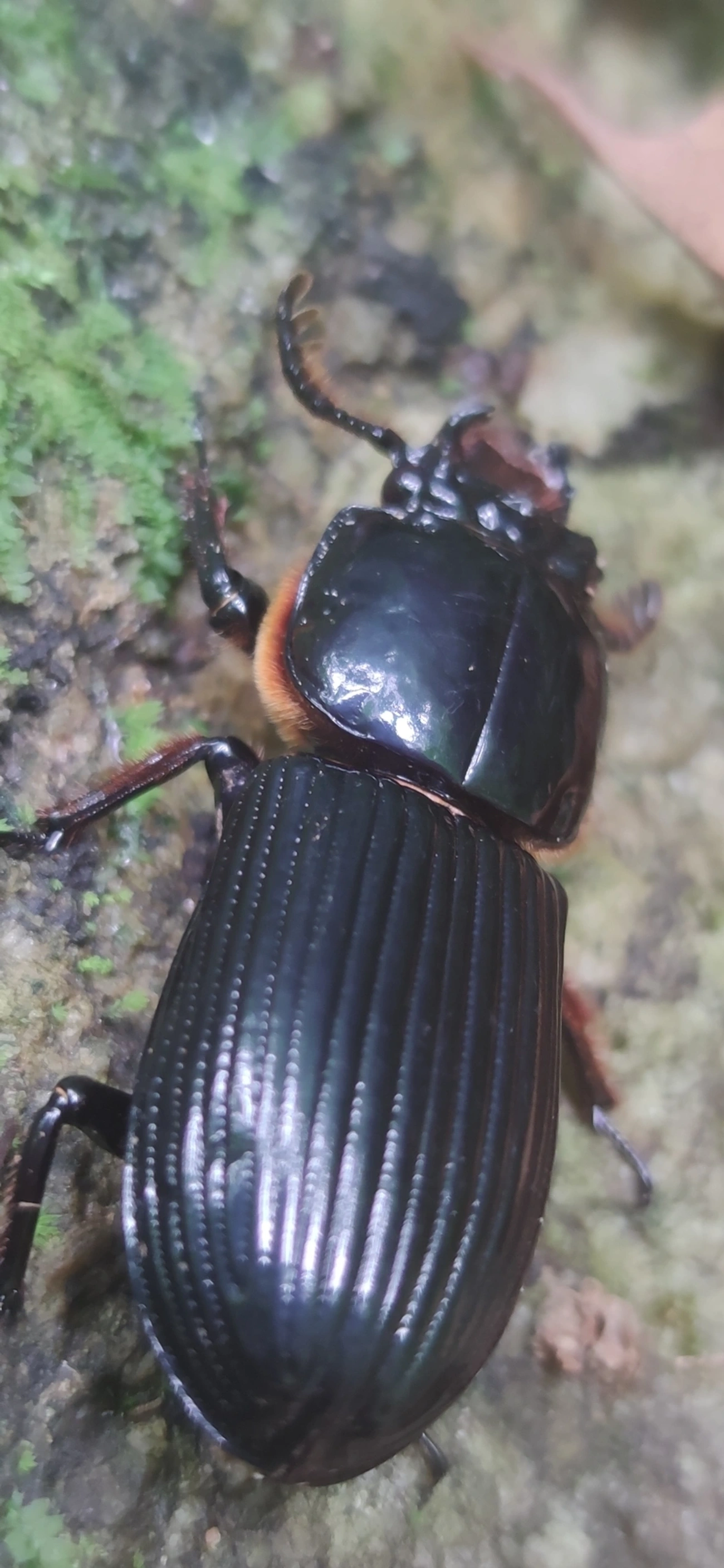 Passalidae, insetos, fotografado em Maresias, São Sebastião