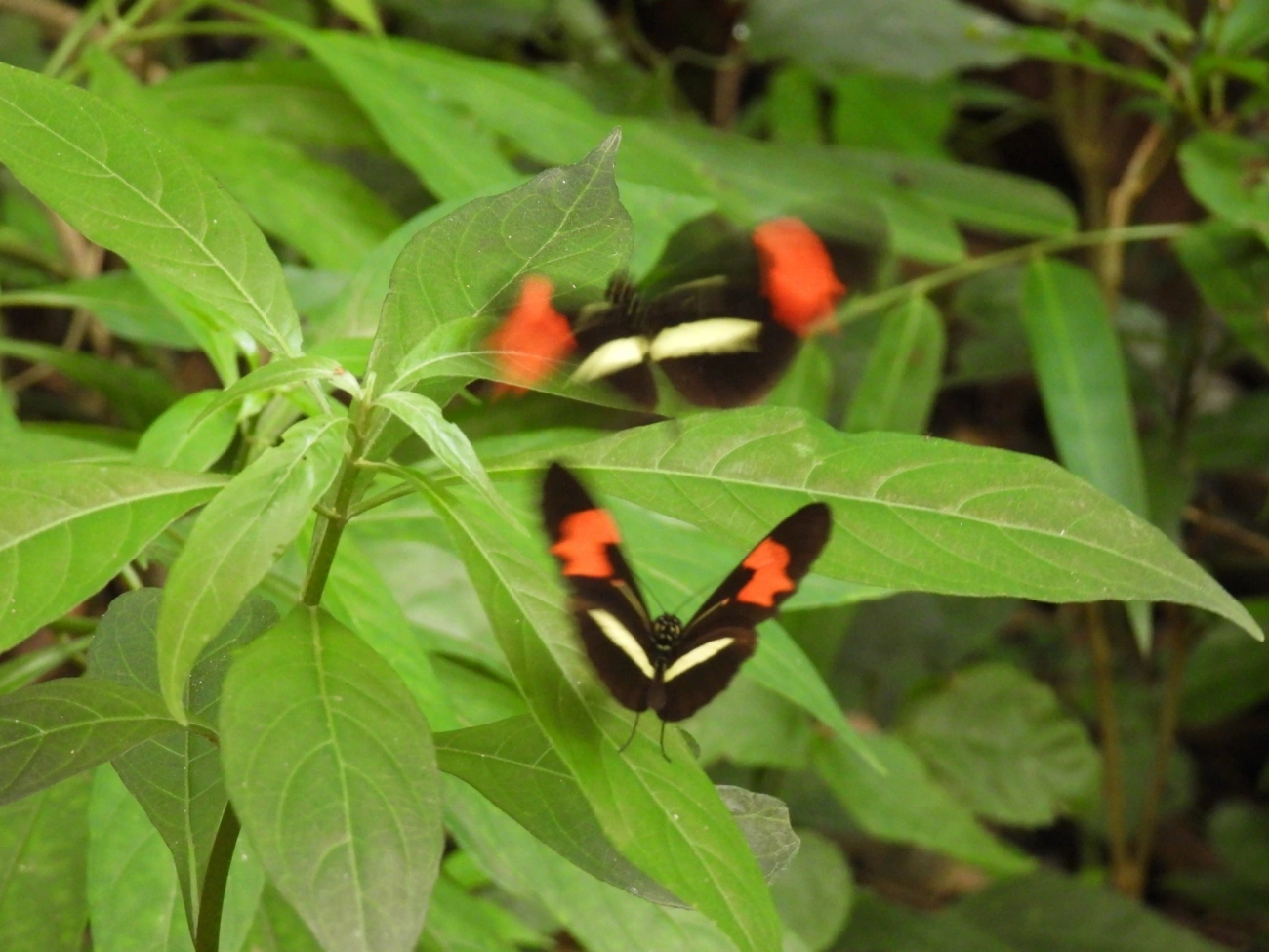 Borboleta-castanha-vermelha (Heliconius erato), insetos, fotografado em Cabreúva