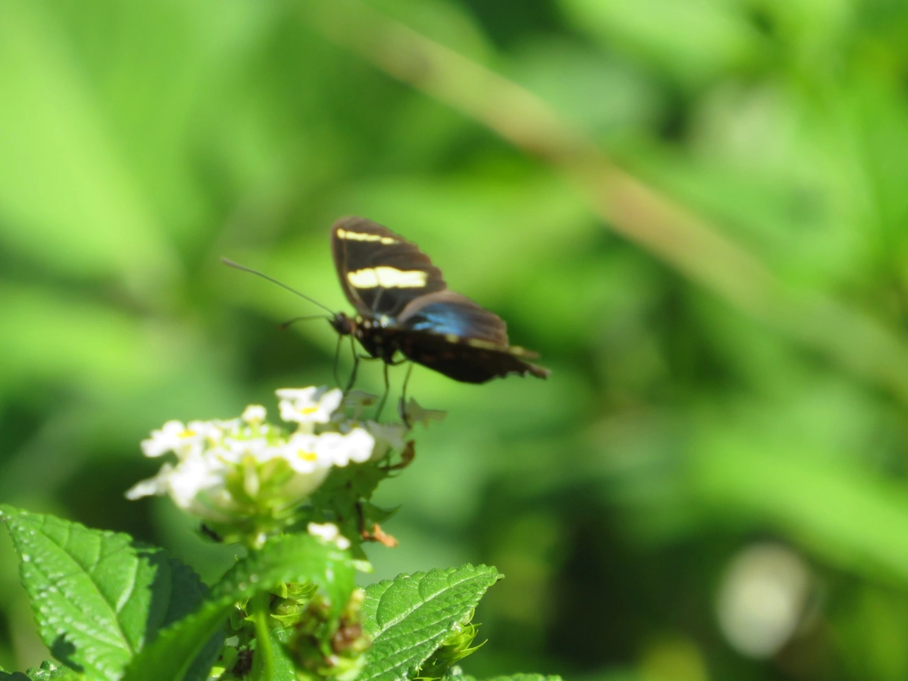 Borboleta-sara (Heliconius sara), insetos, fotografado em Maresias, São Sebastião