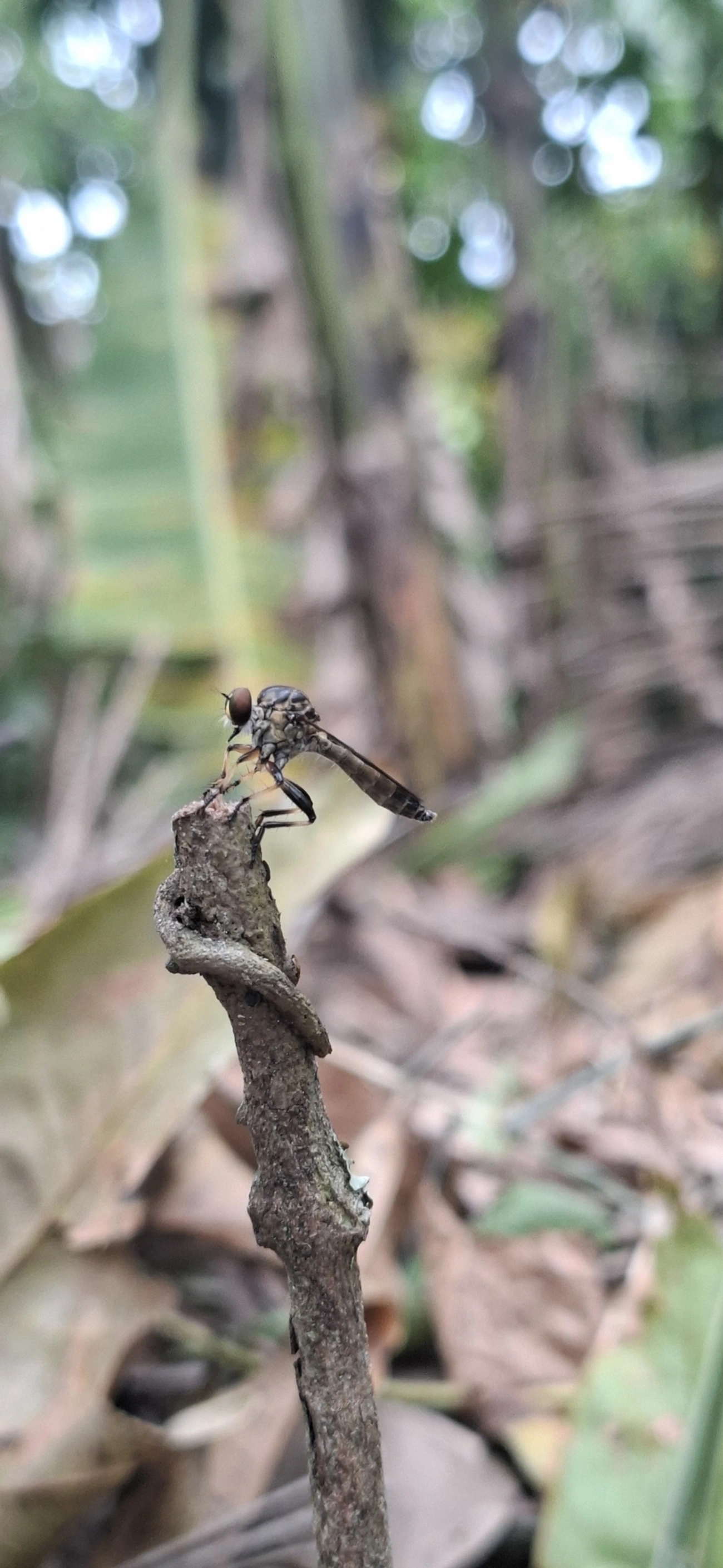 Ommatius, insetos, fotografado em Maresias, São Sebastião