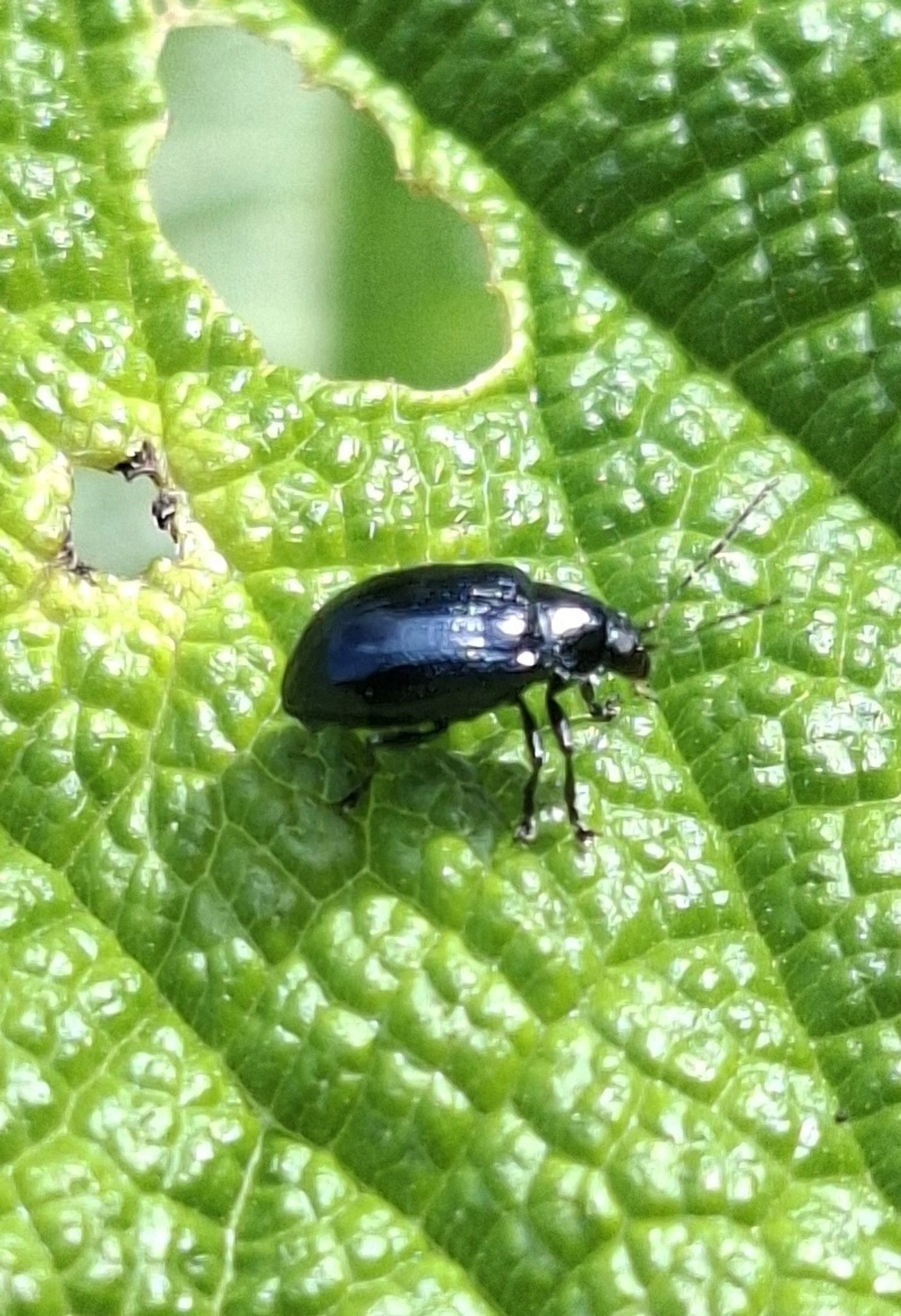 Crisomelídeos (Chrysomelidae), insetos, fotografado em Paúba, São Sebastião