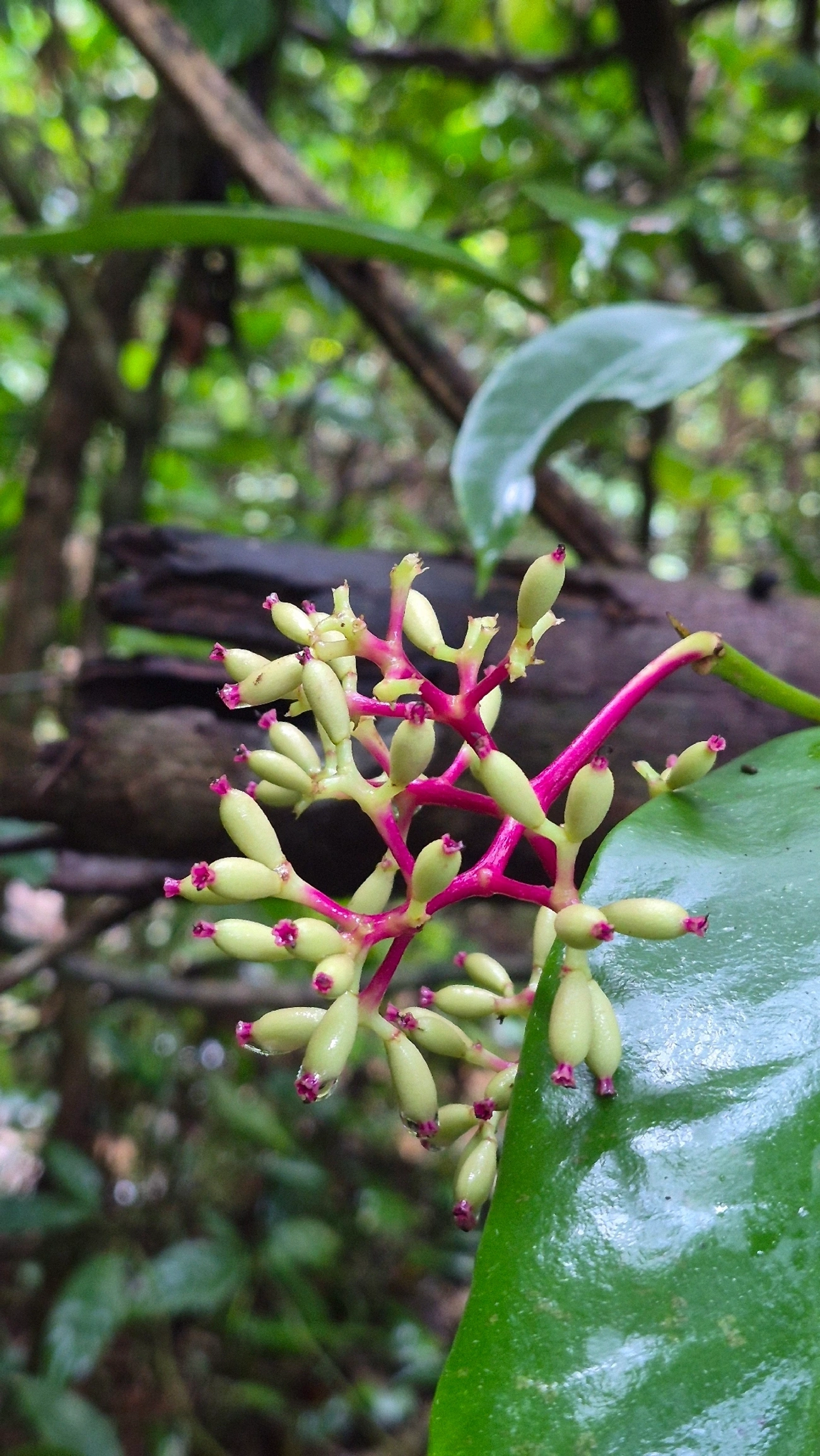 João-mole (Guapira opposita), plantas, fotografado em Maresias, São Sebastião