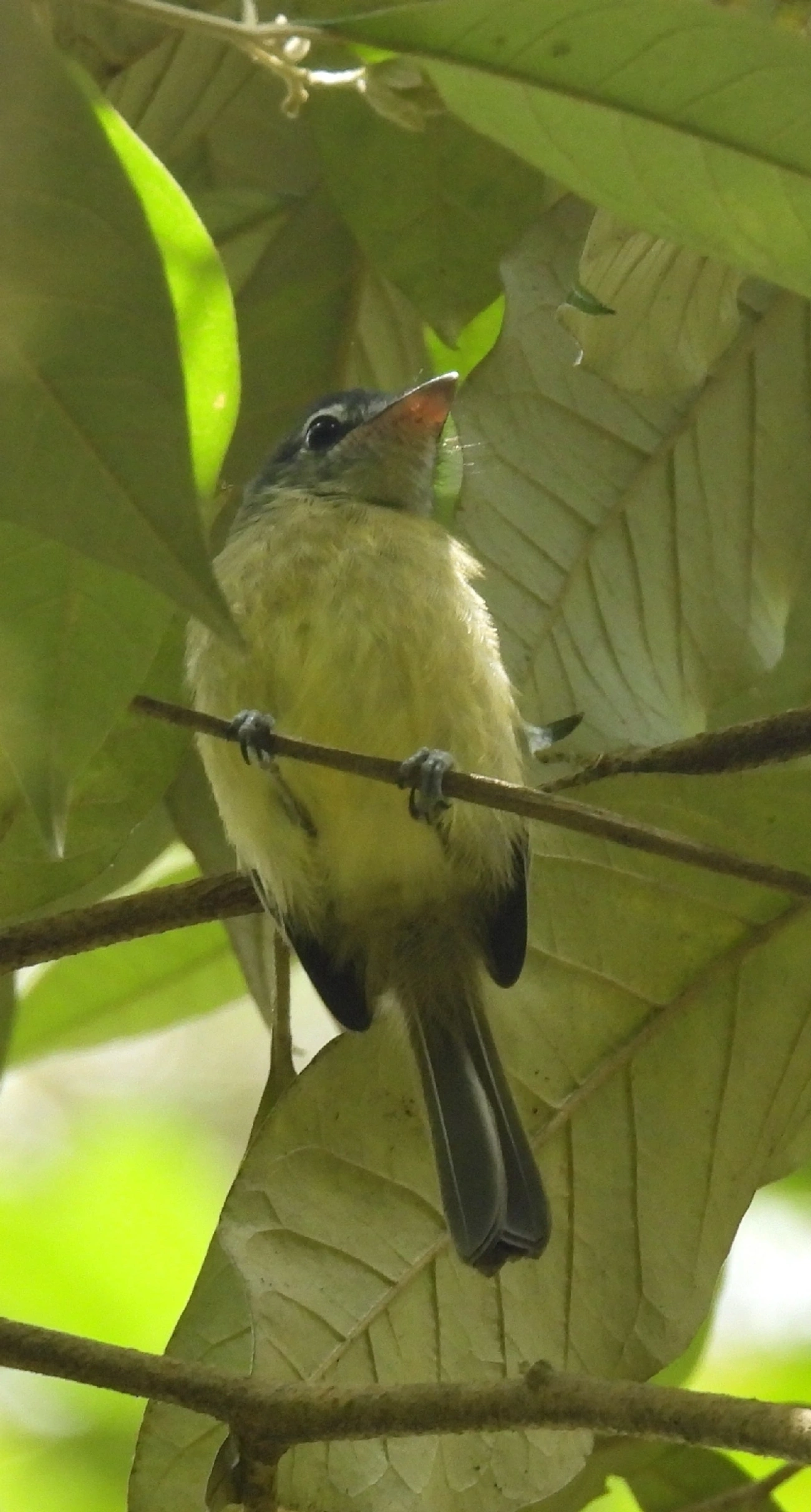 Bico-chato-de-orelha-preta (Tolmomyias sulphurescens), aves, fotografado em Queluz