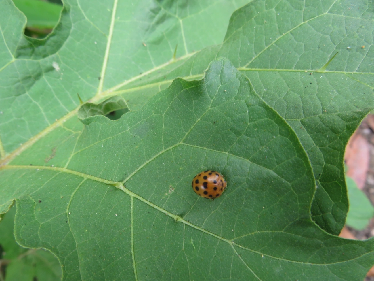 Joaninha-de-vinte-e-oito-pintas (Henosepilachna vigintioctopunctata), insetos, fotografado em Perequê, Ilhabela