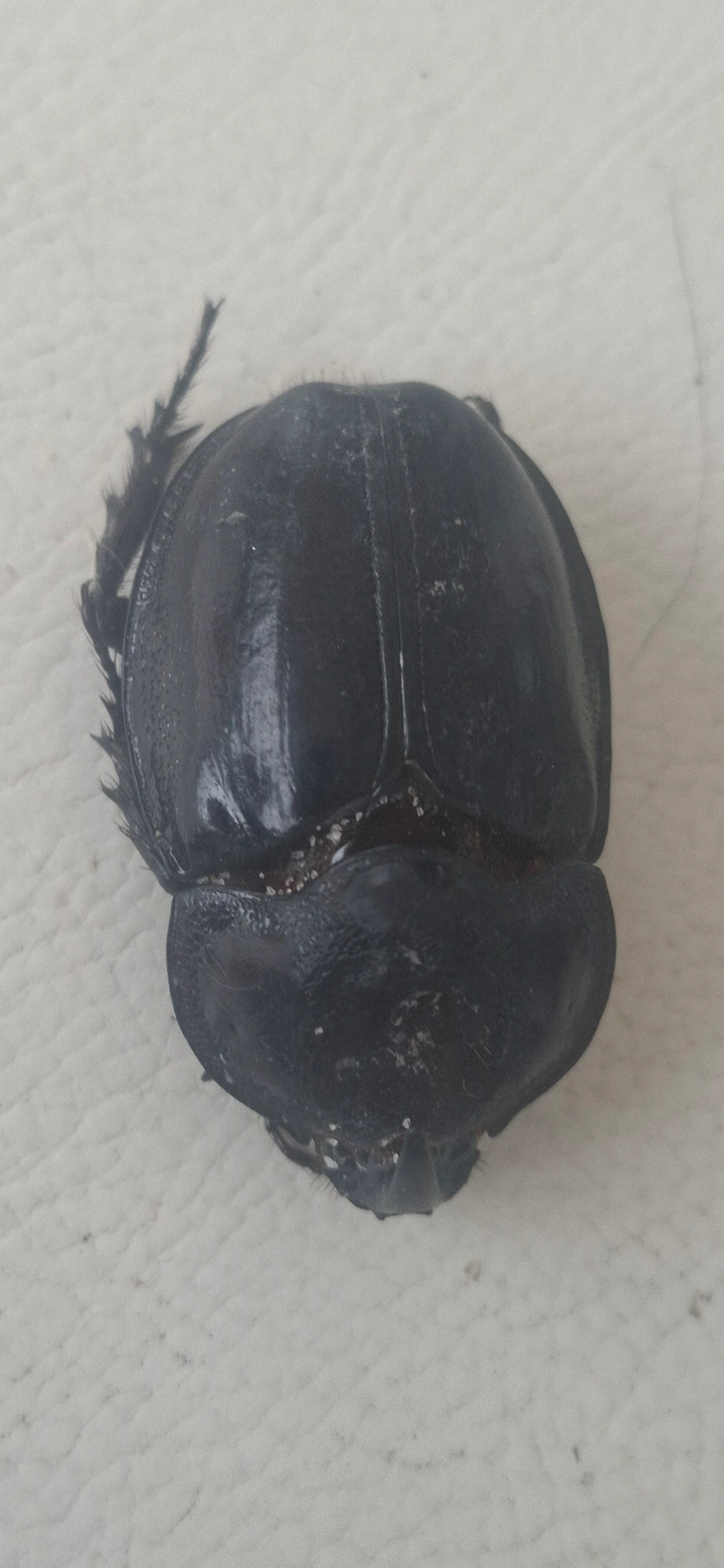 Besouro-rinoceronte (Enema pan), insetos, fotografado em Maresias, São Sebastião