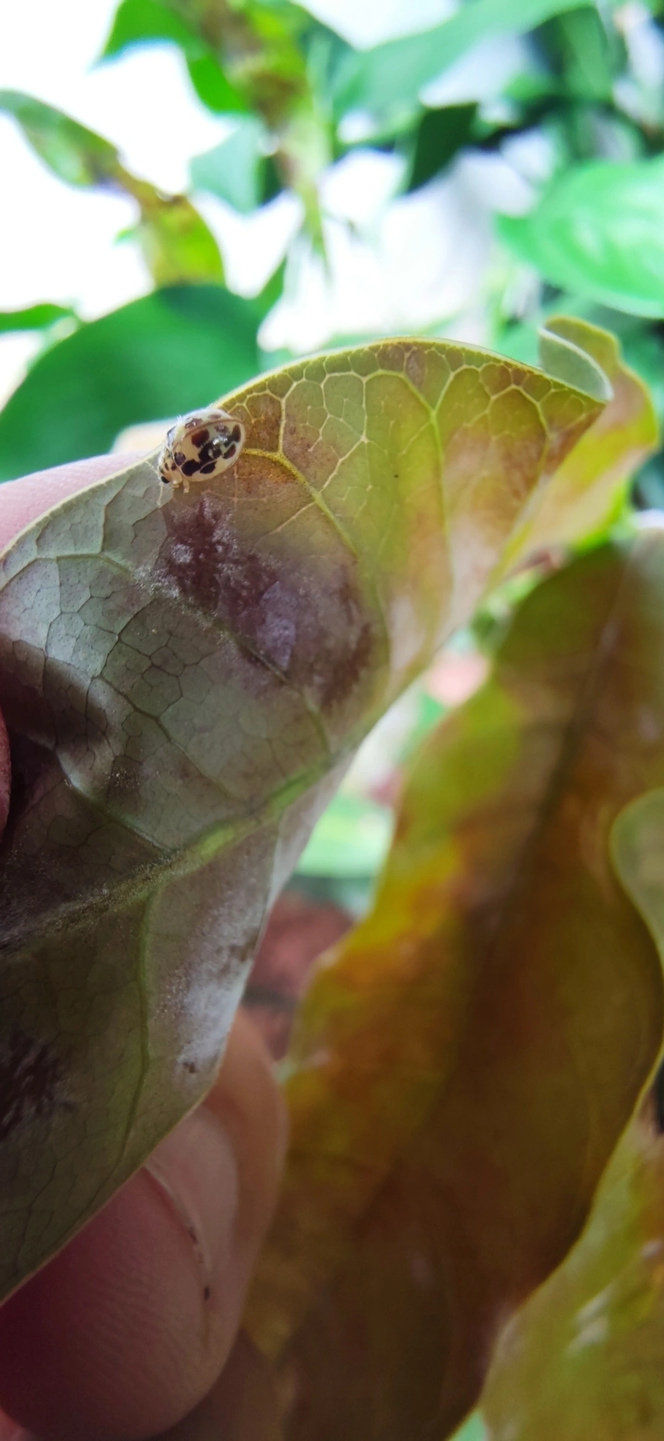Joaninha-do-oídio (Psyllobora confluens), insetos, fotografado em Bela Vista, São Paulo