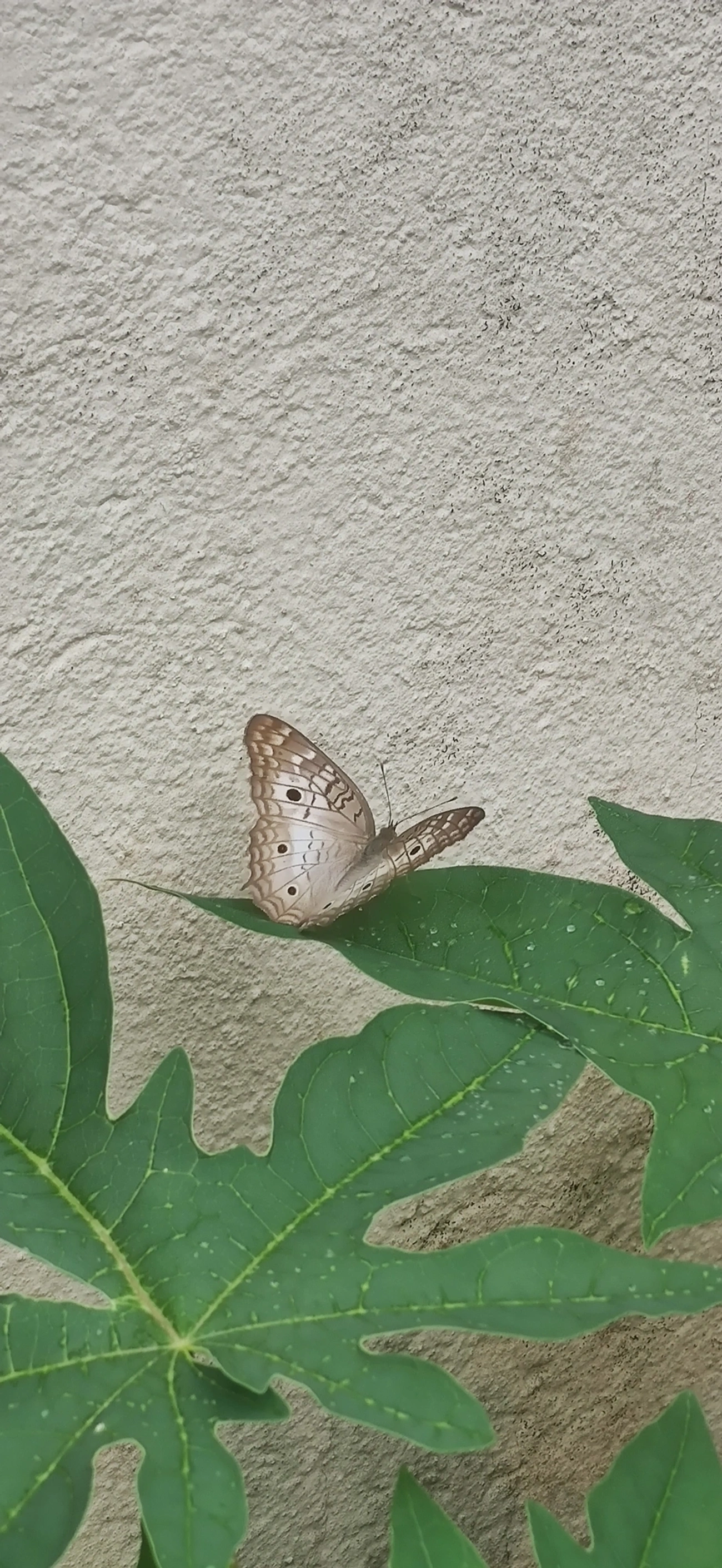 Borboleta-pavão-branco (Anartia jatrophae), insetos, fotografado em Maresias, São Sebastião