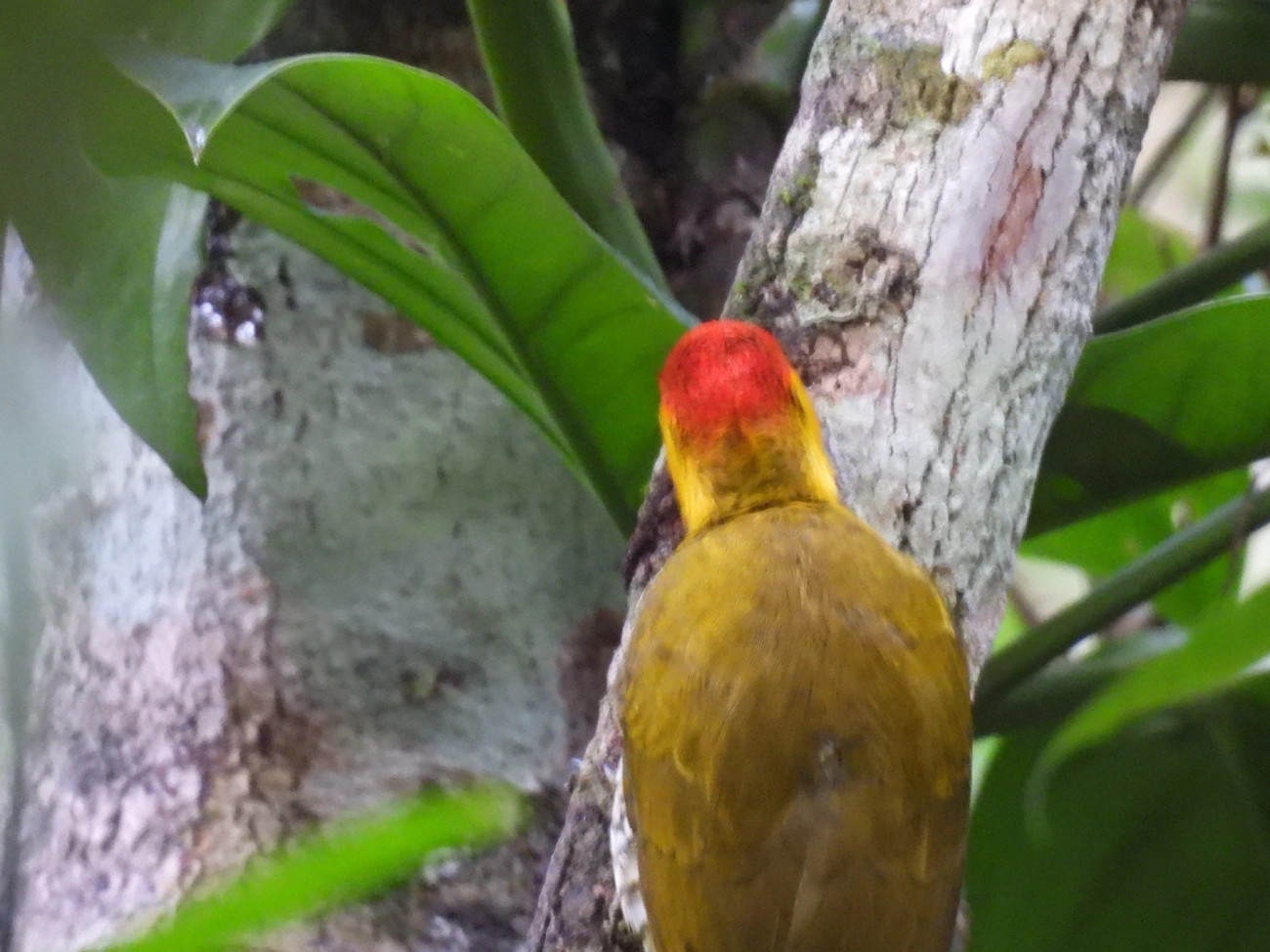 Pica-pau-bufador (Piculus flavigula), aves, fotografado em Maresias, São Sebastião