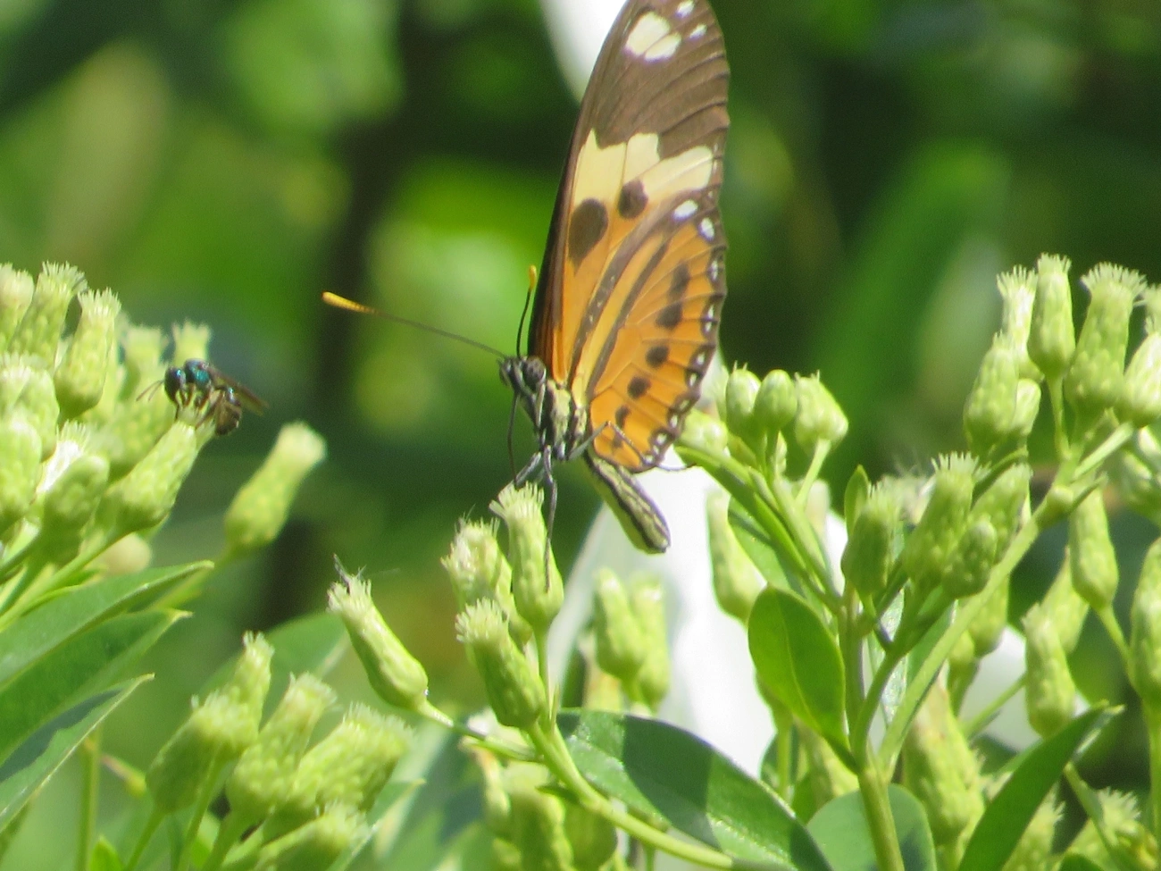Borboleta-do-maracujá (Eueides isabella), insetos, fotografado em Maresias, São Sebastião