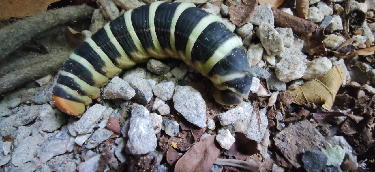 Pachylia syces, insetos, fotografado em Maresias, São Sebastião