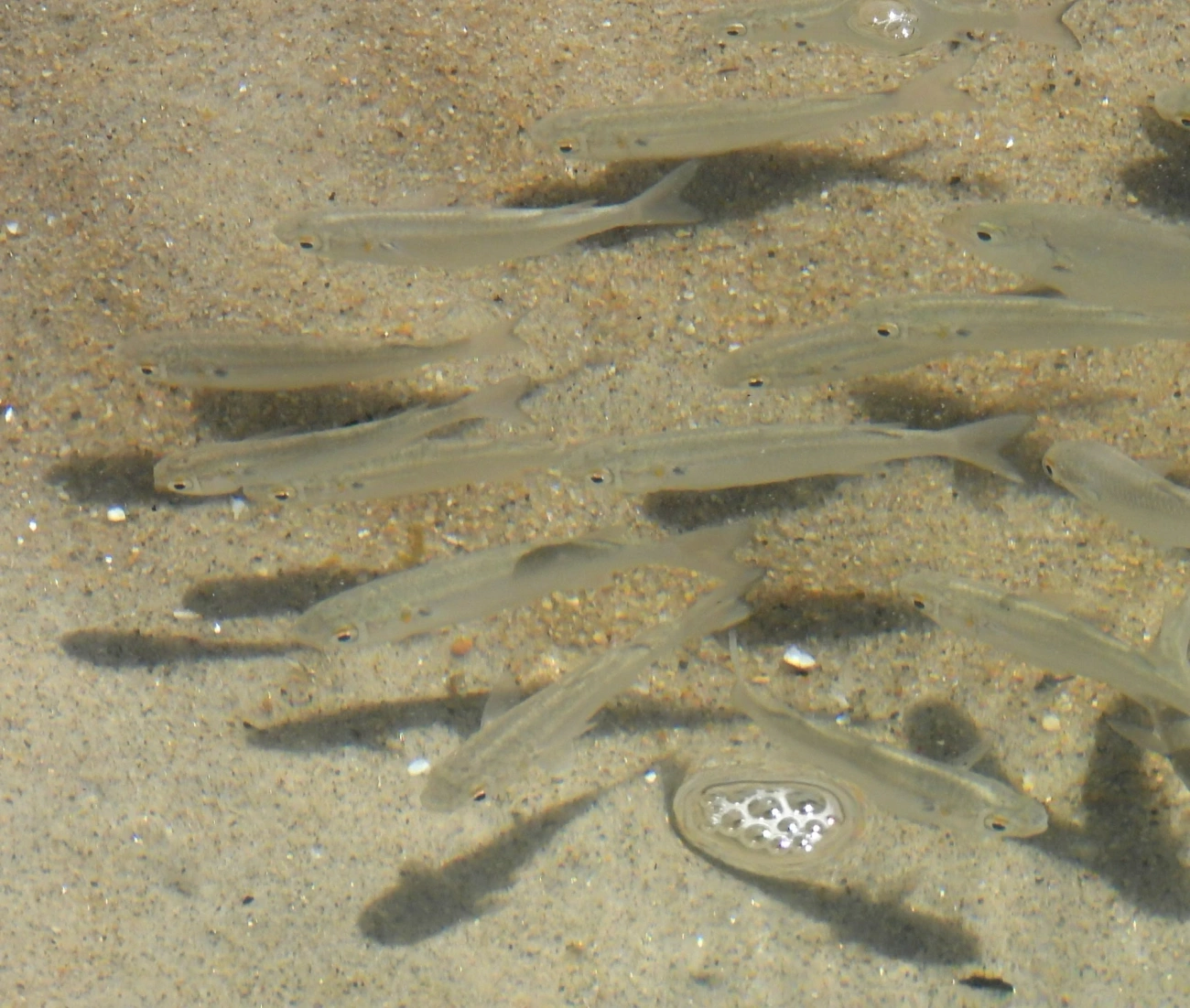 Tainha-olho-de-fogo (Mugil curema), peixes, fotografado em Maresias, São Sebastião