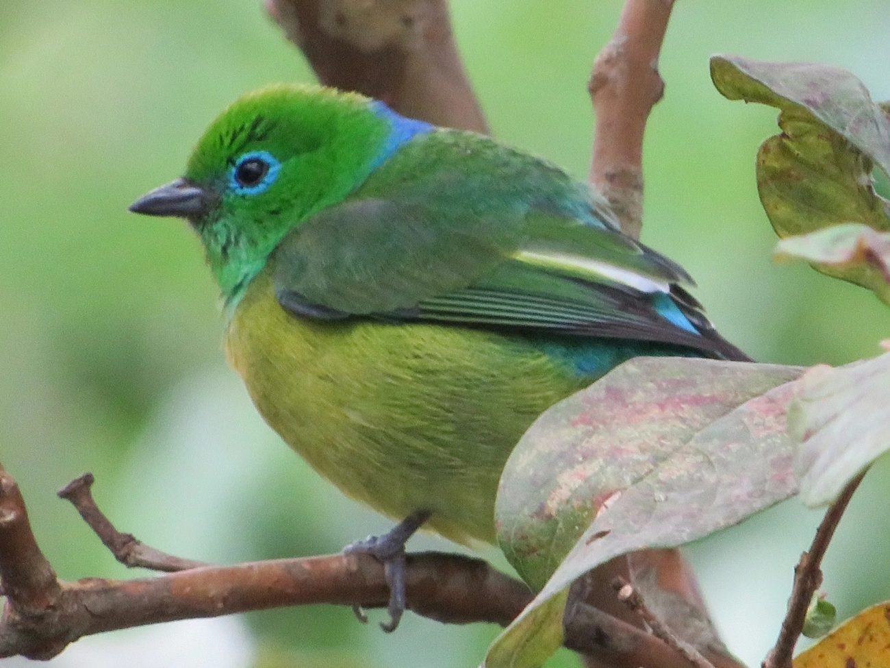 Gaturamo-bandeira (Chlorophonia cyanea), aves, fotografado em Maresias, São Sebastião